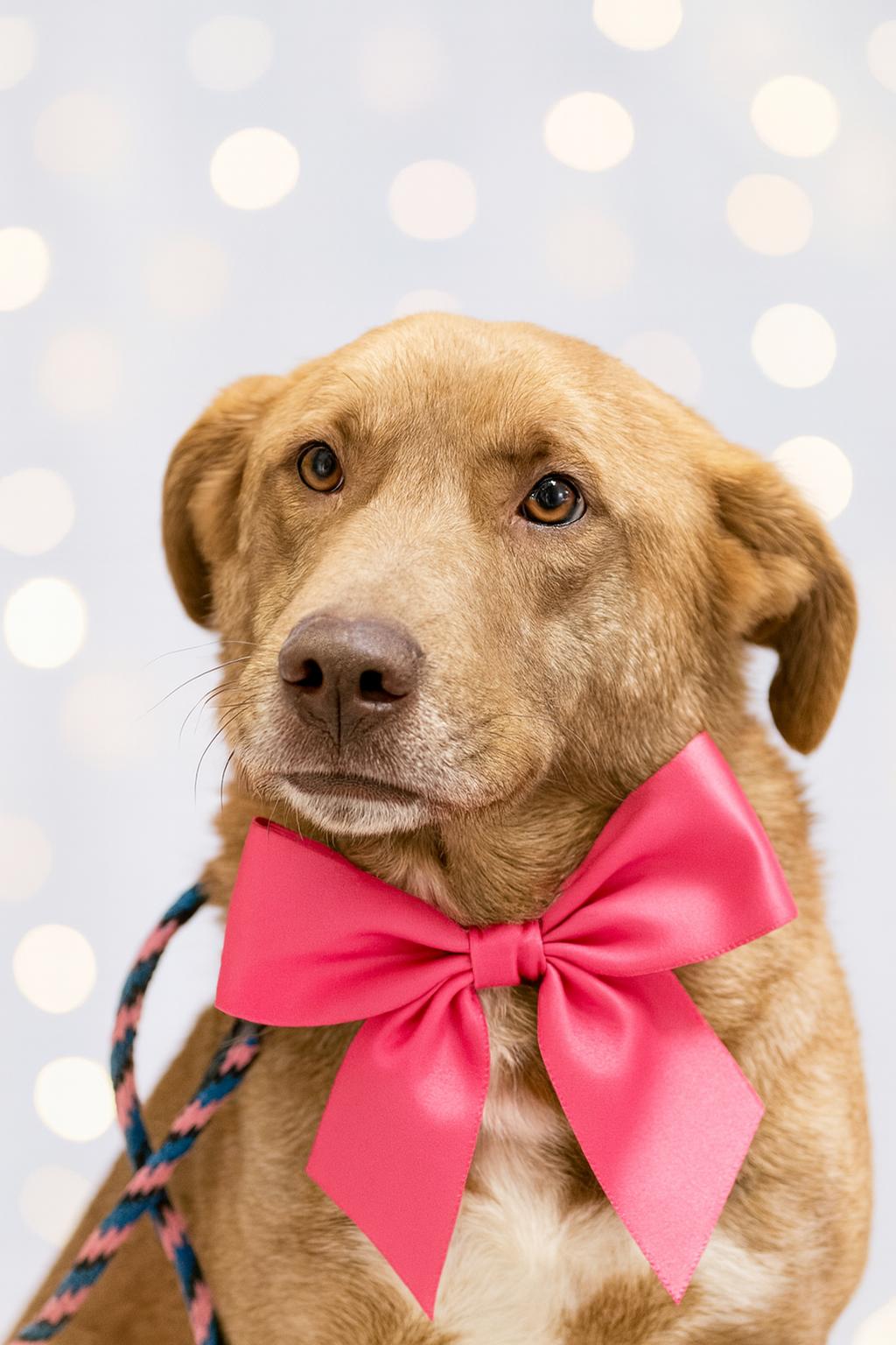 Carmen, a Adoptable mixed breed in Mount Laurel, NJ image 2/3