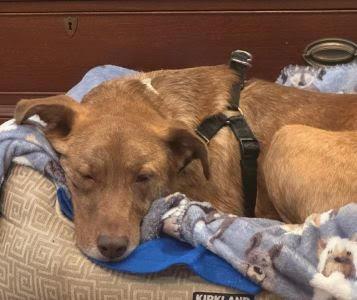 Carmen, a Adoptable mixed breed in Mount Laurel, NJ image 3/3