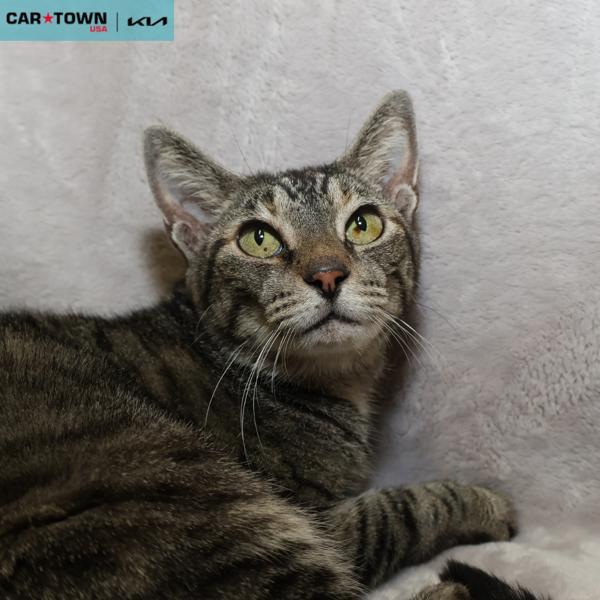 Checkers, Adoptable, Adult Female Domestic Short Hair.