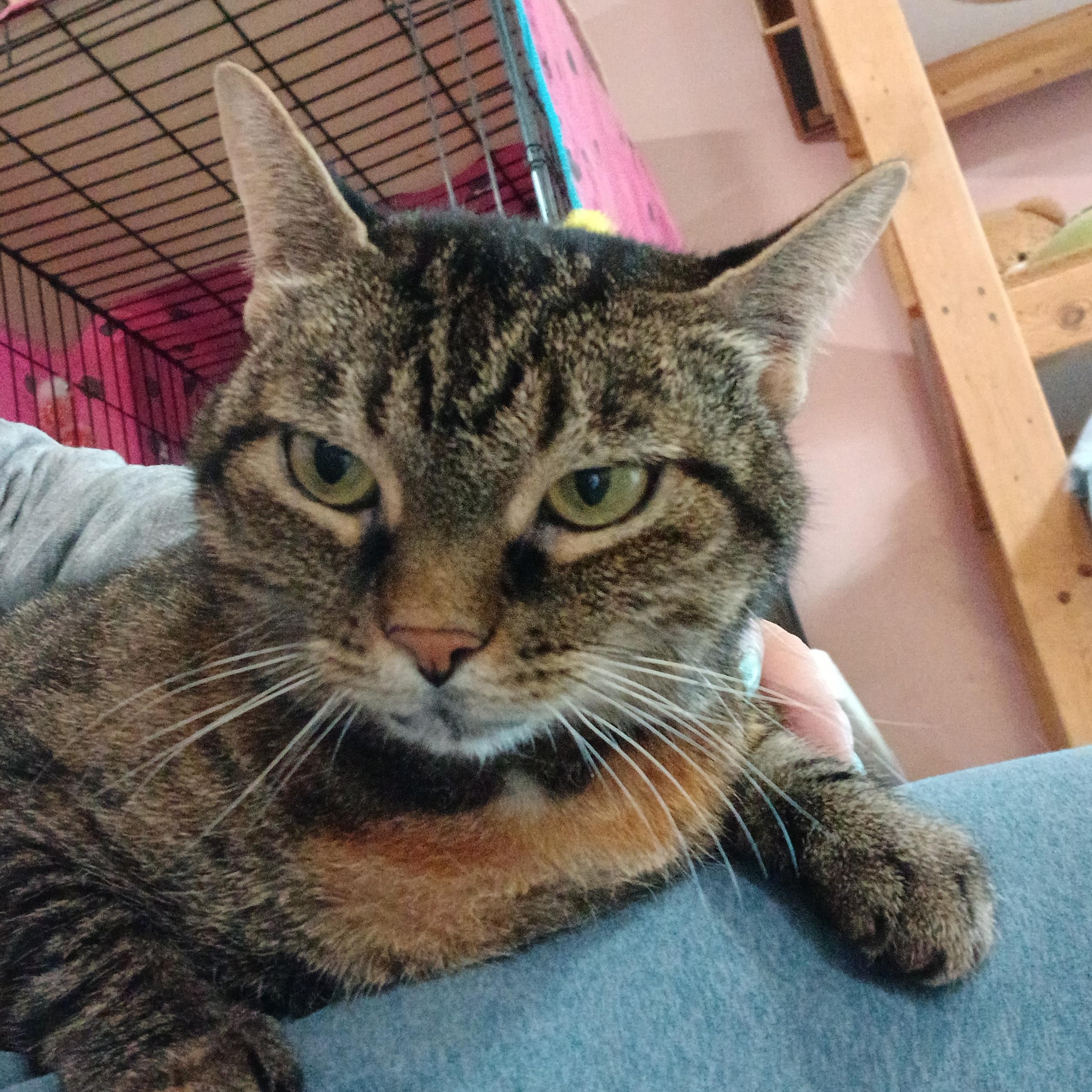 Boo, a Adoptable mixed breed in Germansville, PA image 4/4