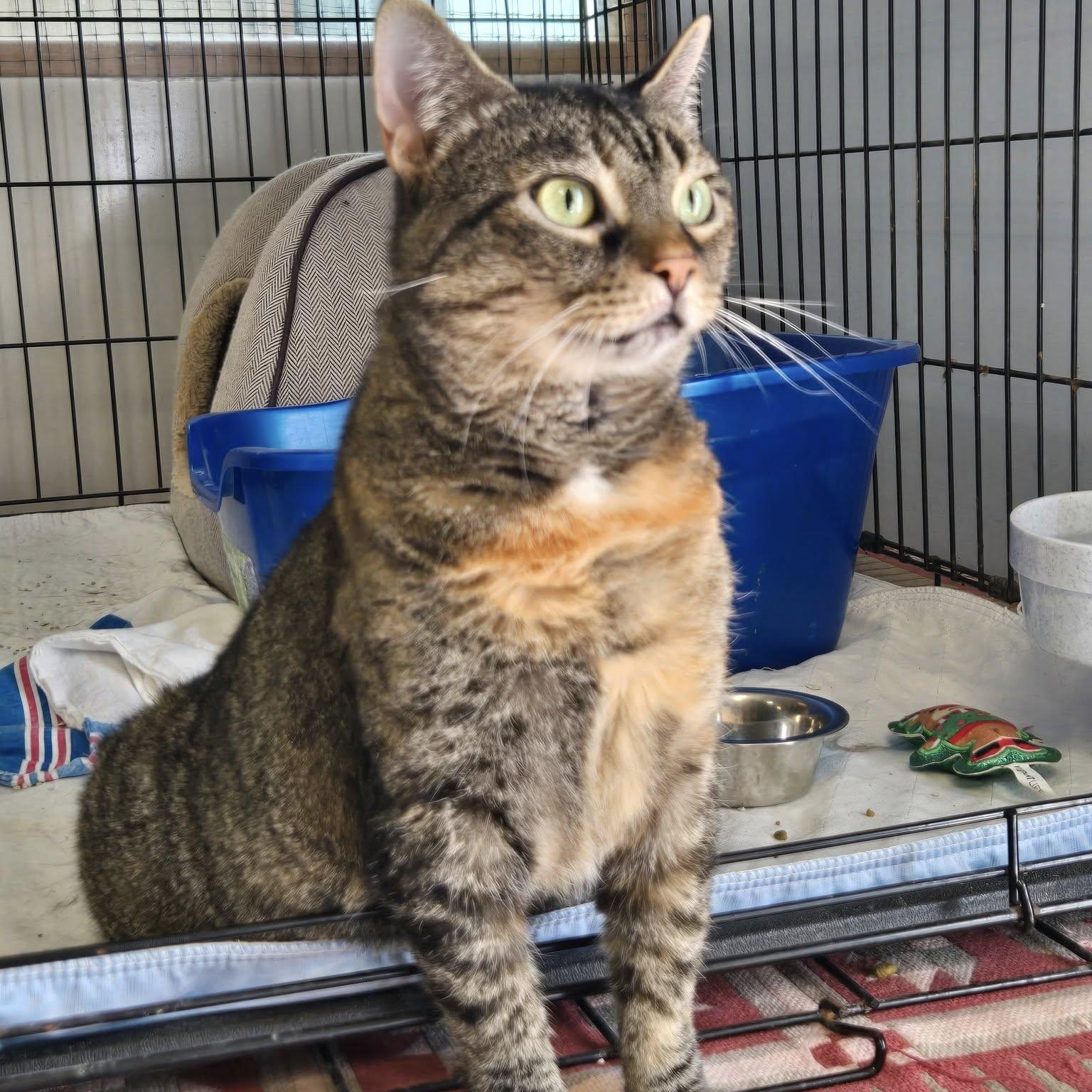 Boo, a Adoptable mixed breed in Germansville, PA image 2/4