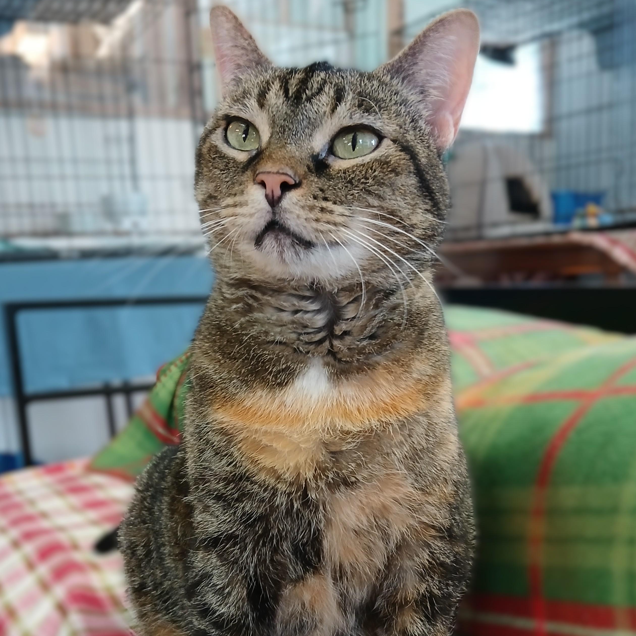 Boo, a Adoptable mixed breed in Germansville, PA image 1/4