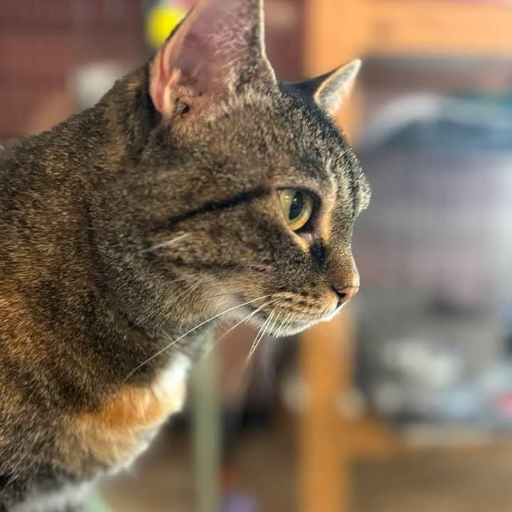 Boo, a Adoptable mixed breed in Germansville, PA image 3/4