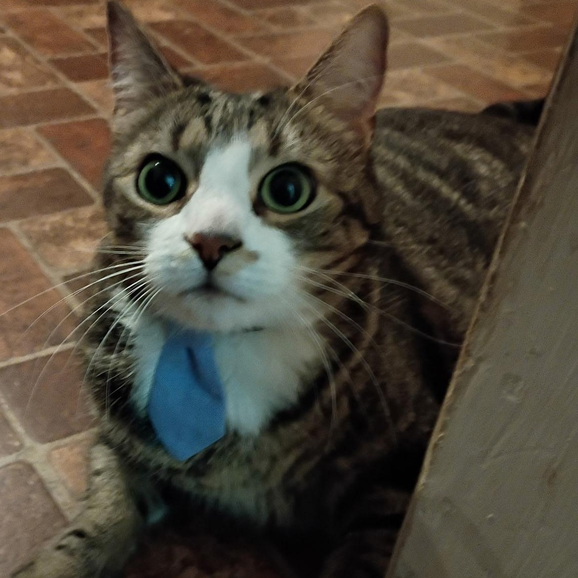 Enlarge Roco, an adopted Domestic Short Hair in Warwick, RI image 1/3