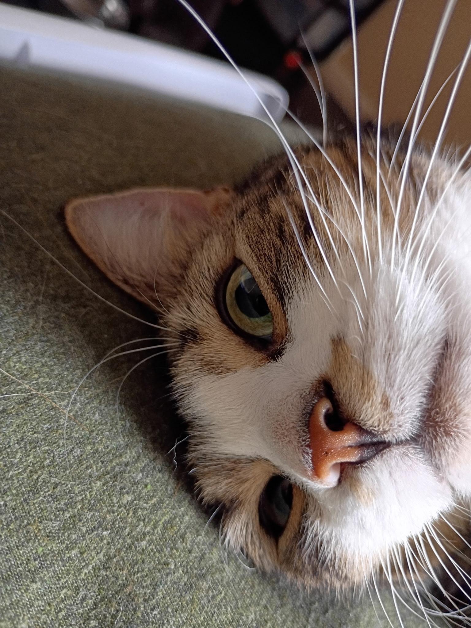 Enlarge Roco, an adopted Domestic Short Hair in Warwick, RI image 2/3