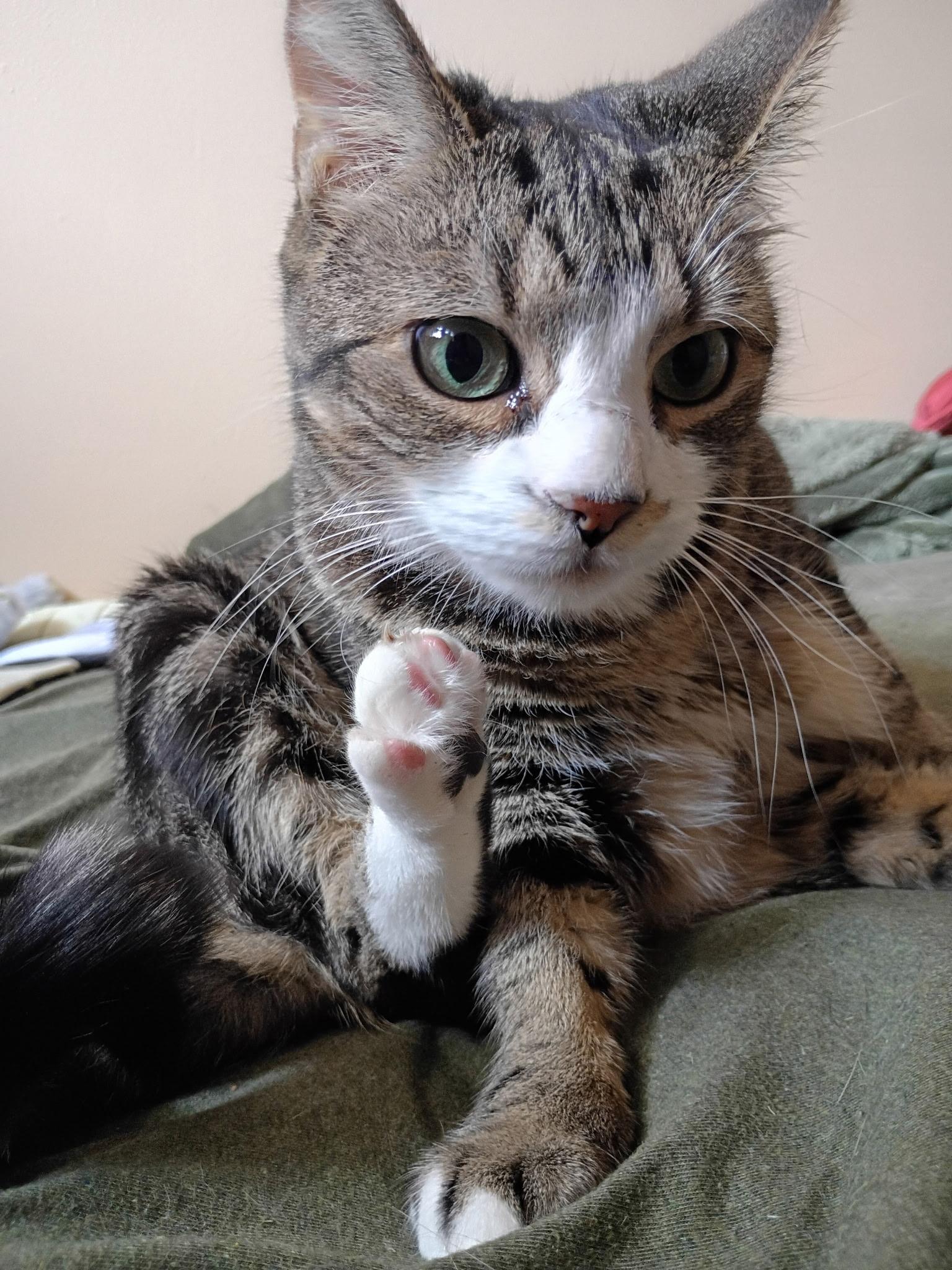 Enlarge Roco, an adopted Domestic Short Hair in Warwick, RI image 3/3