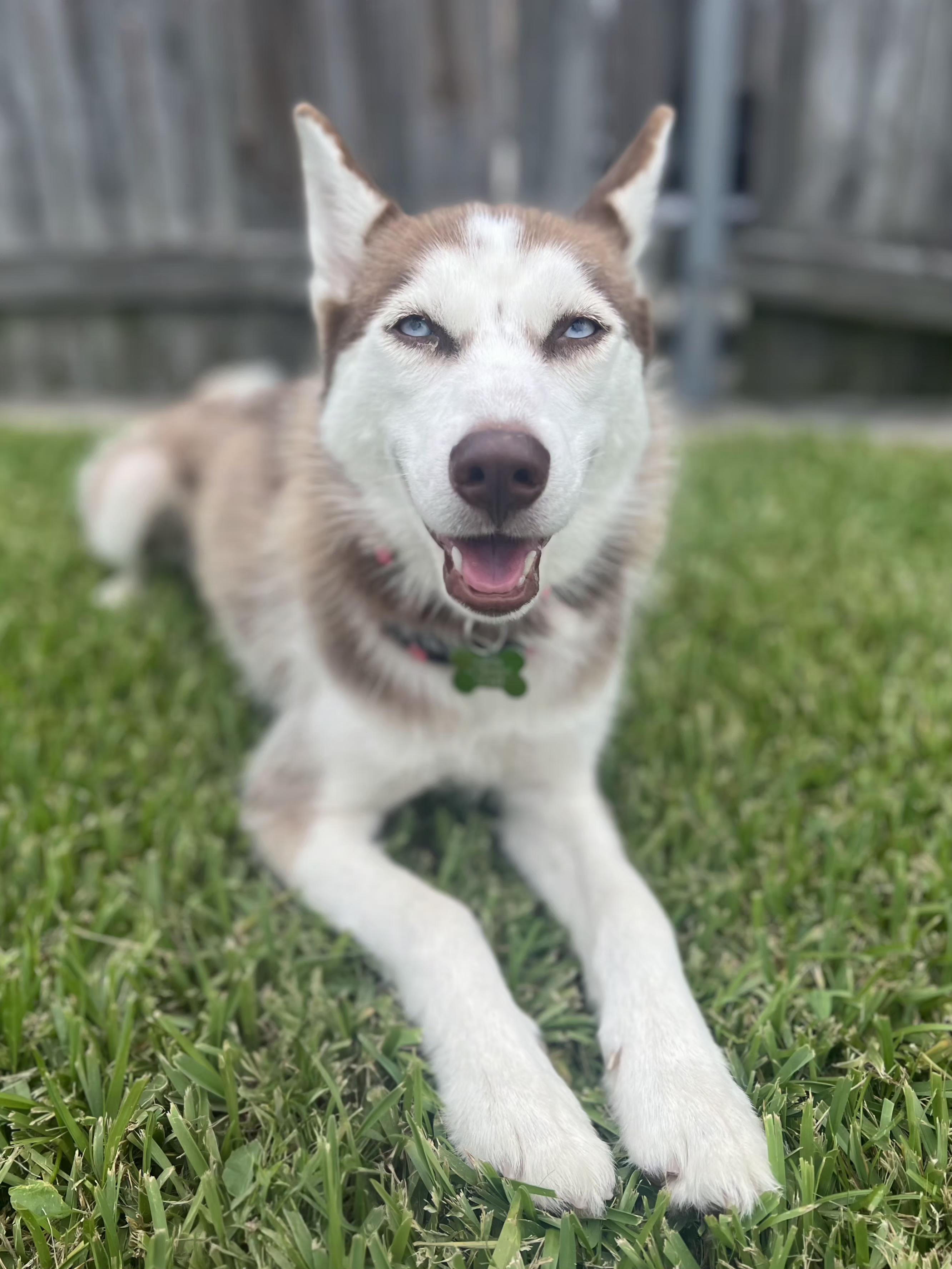 Sheba, ADOPTABLE, Puppy Female Siberian Husky & Husky.
