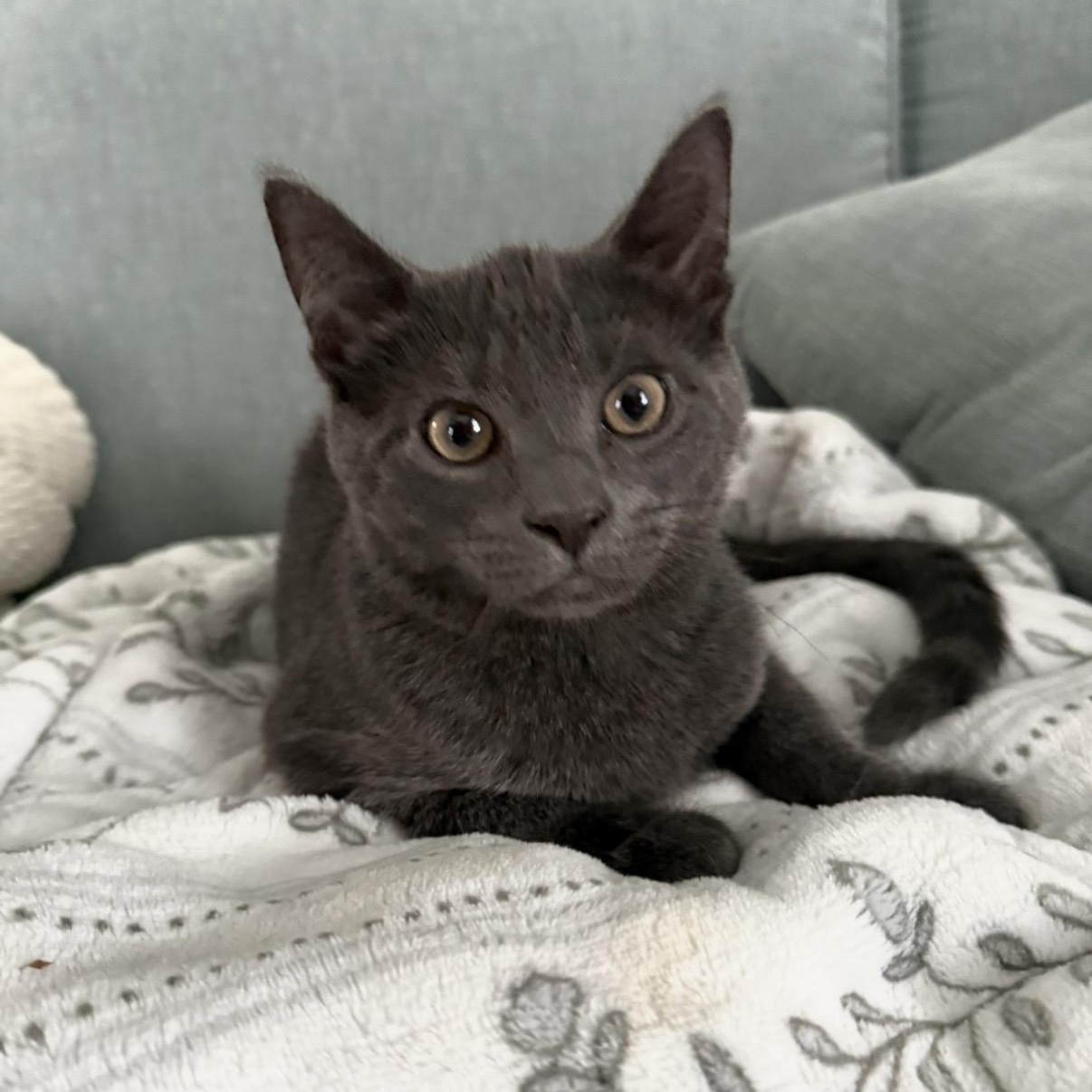 Gouda, Adoptable, Kitten Male Domestic Short Hair.