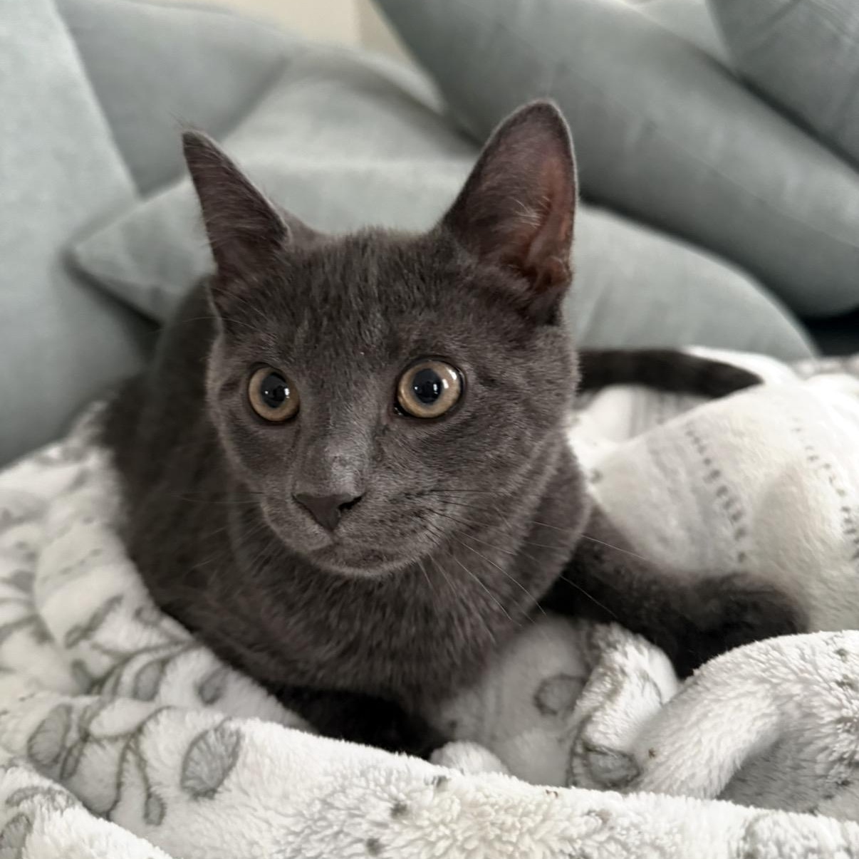 Gouda, a Adoptable Domestic Short Hair in Cortland, NY image 3/3