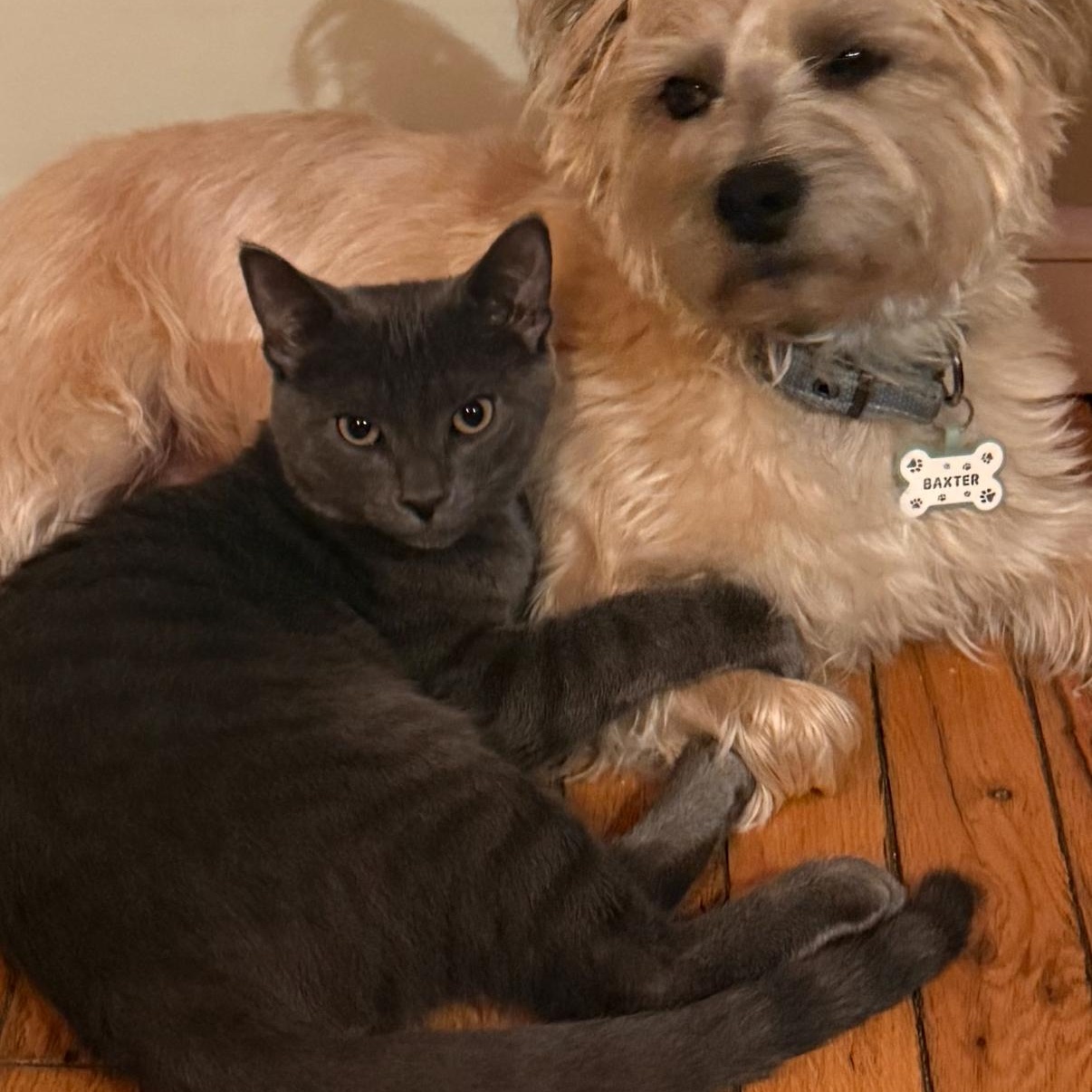 Gouda, a Adoptable Domestic Short Hair in Cortland, NY image 2/3