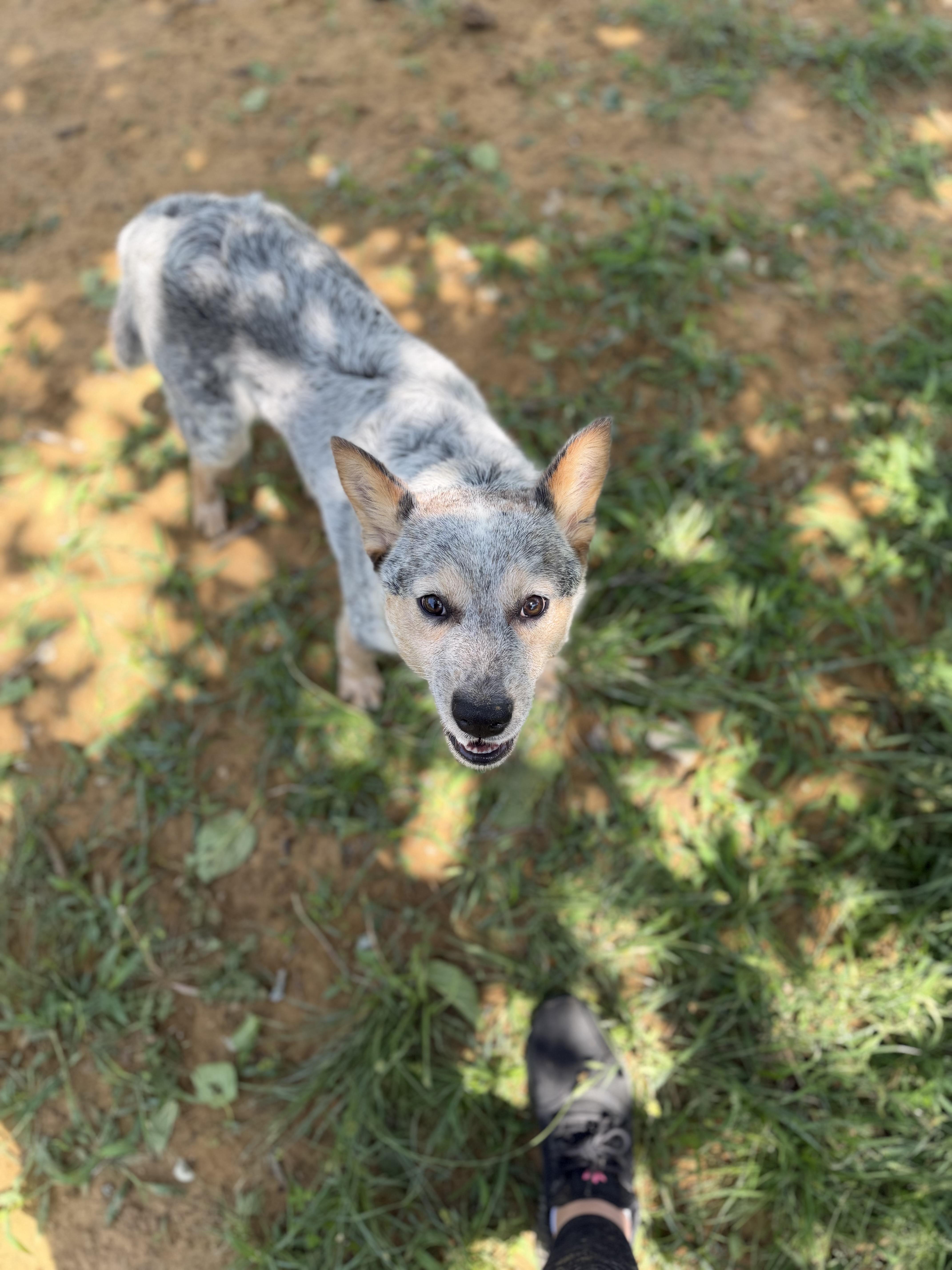 Lobo, an adopted Australian Cattle Dog / Blue Heeler in Denison, TX image 5/5