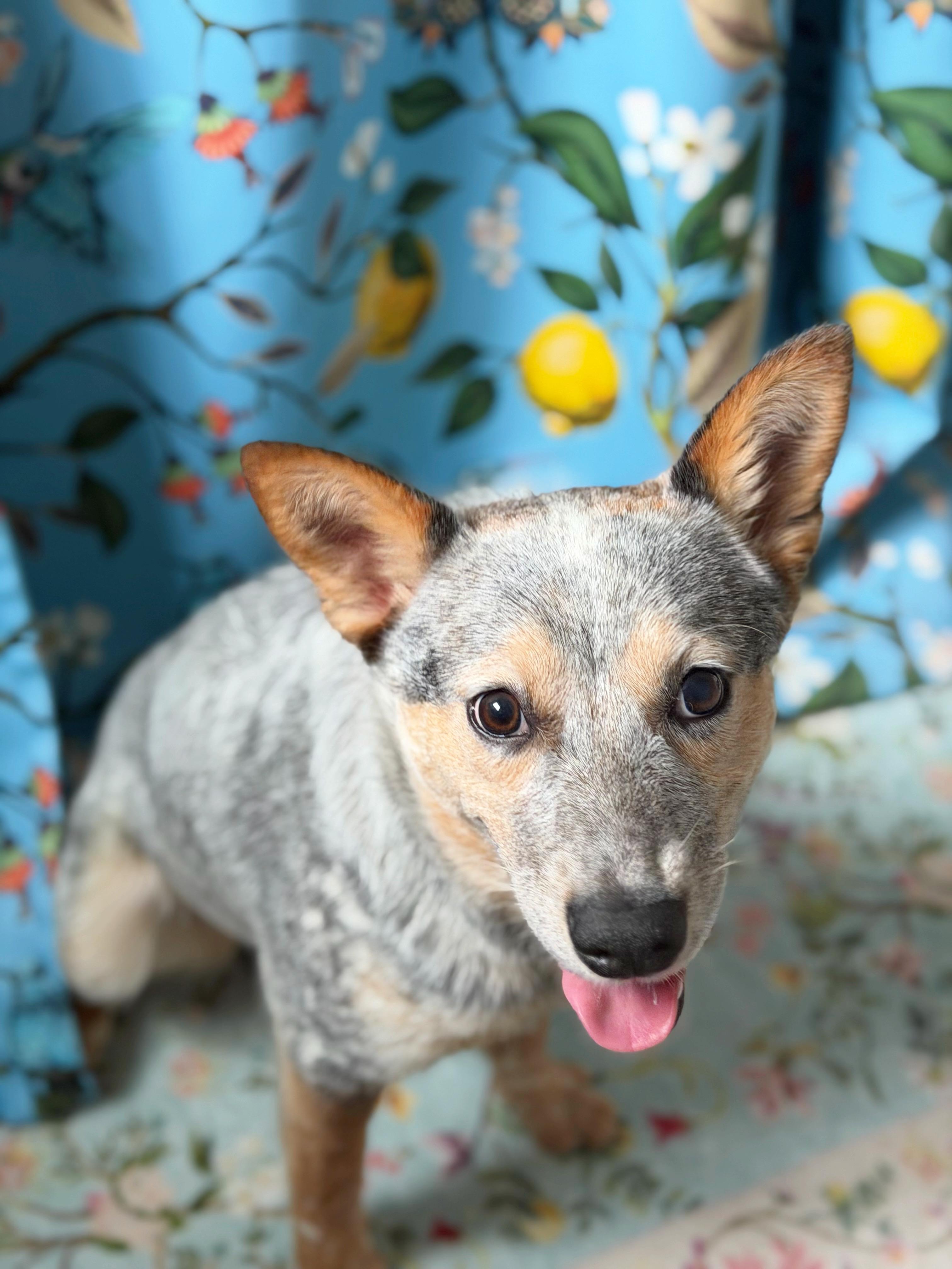 Lobo, an adopted Australian Cattle Dog / Blue Heeler in Denison, TX image 3/5