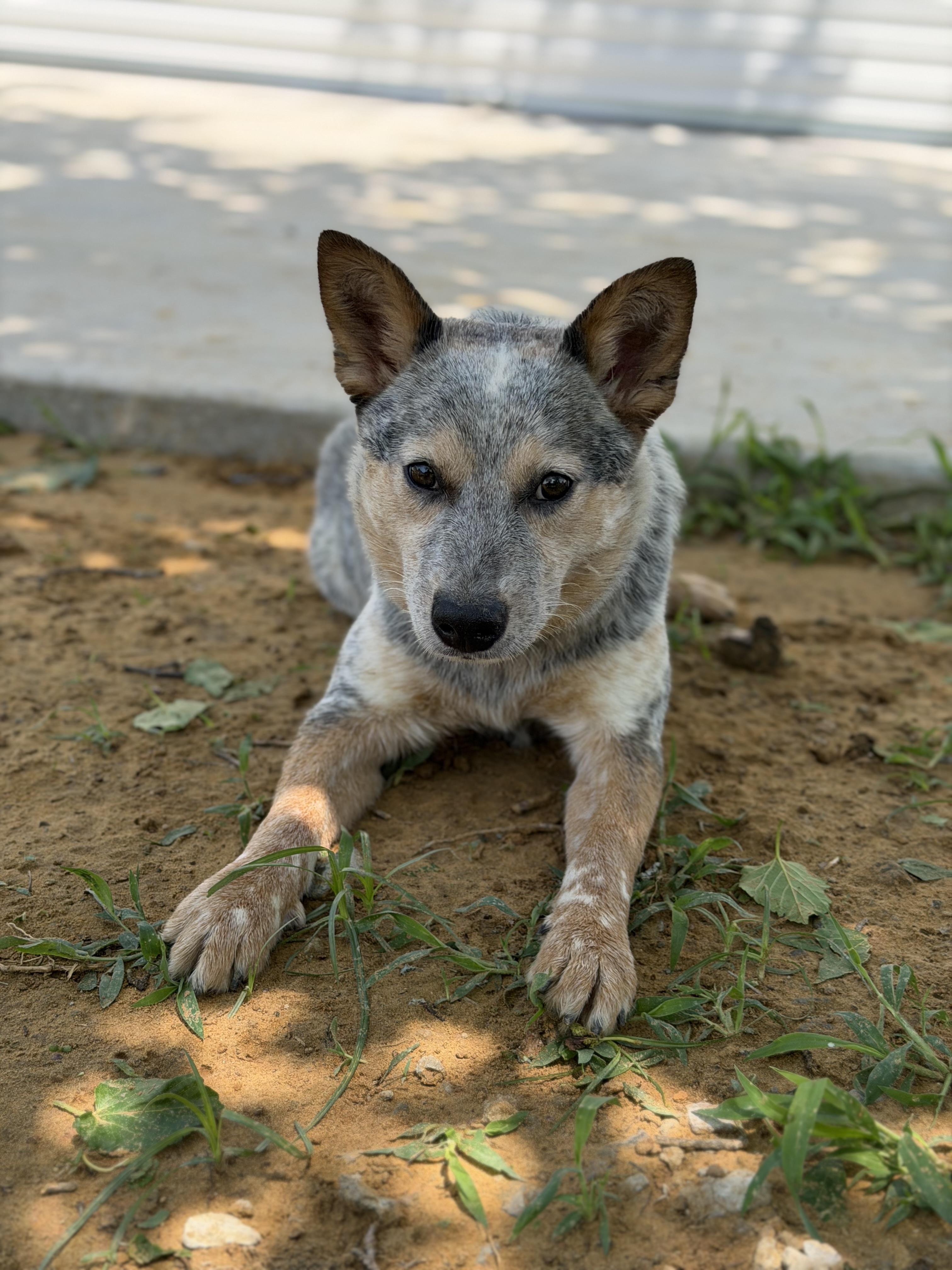 Lobo, an adopted Australian Cattle Dog / Blue Heeler in Denison, TX image 2/5