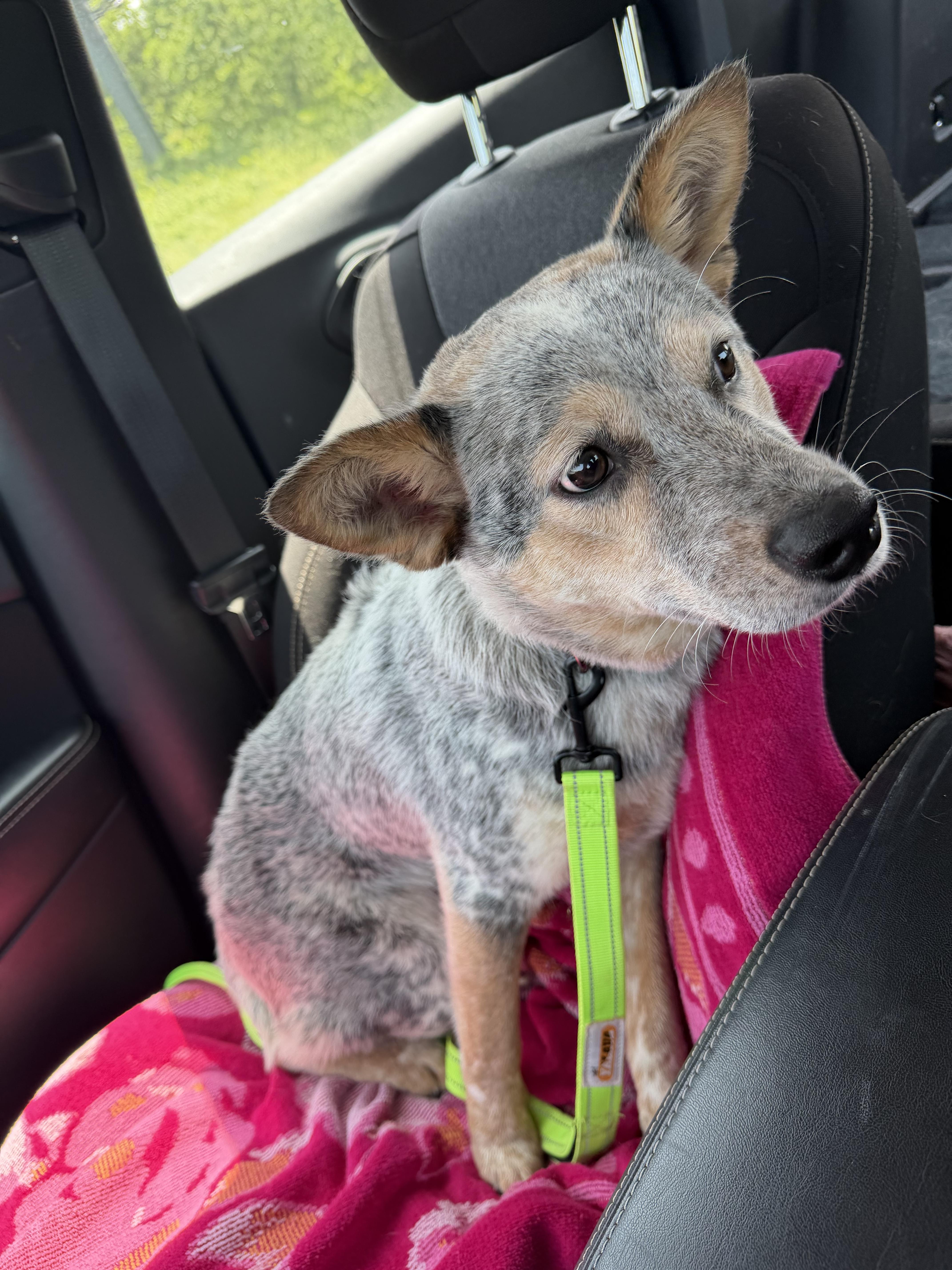 Lobo, an adopted Australian Cattle Dog / Blue Heeler in Denison, TX image 4/5