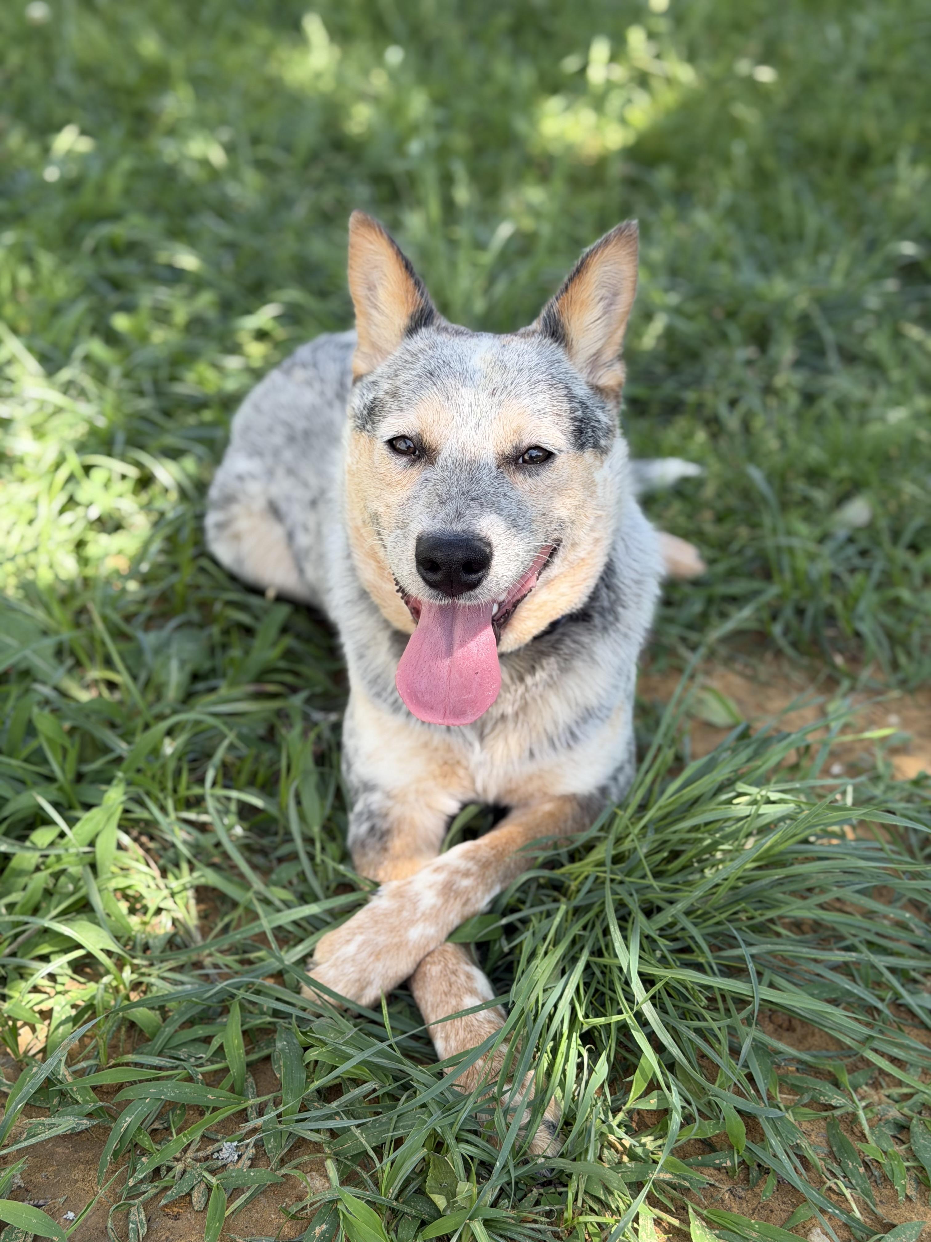 Lobo, adopted, Young Male Australian Cattle Dog / Blue Heeler.