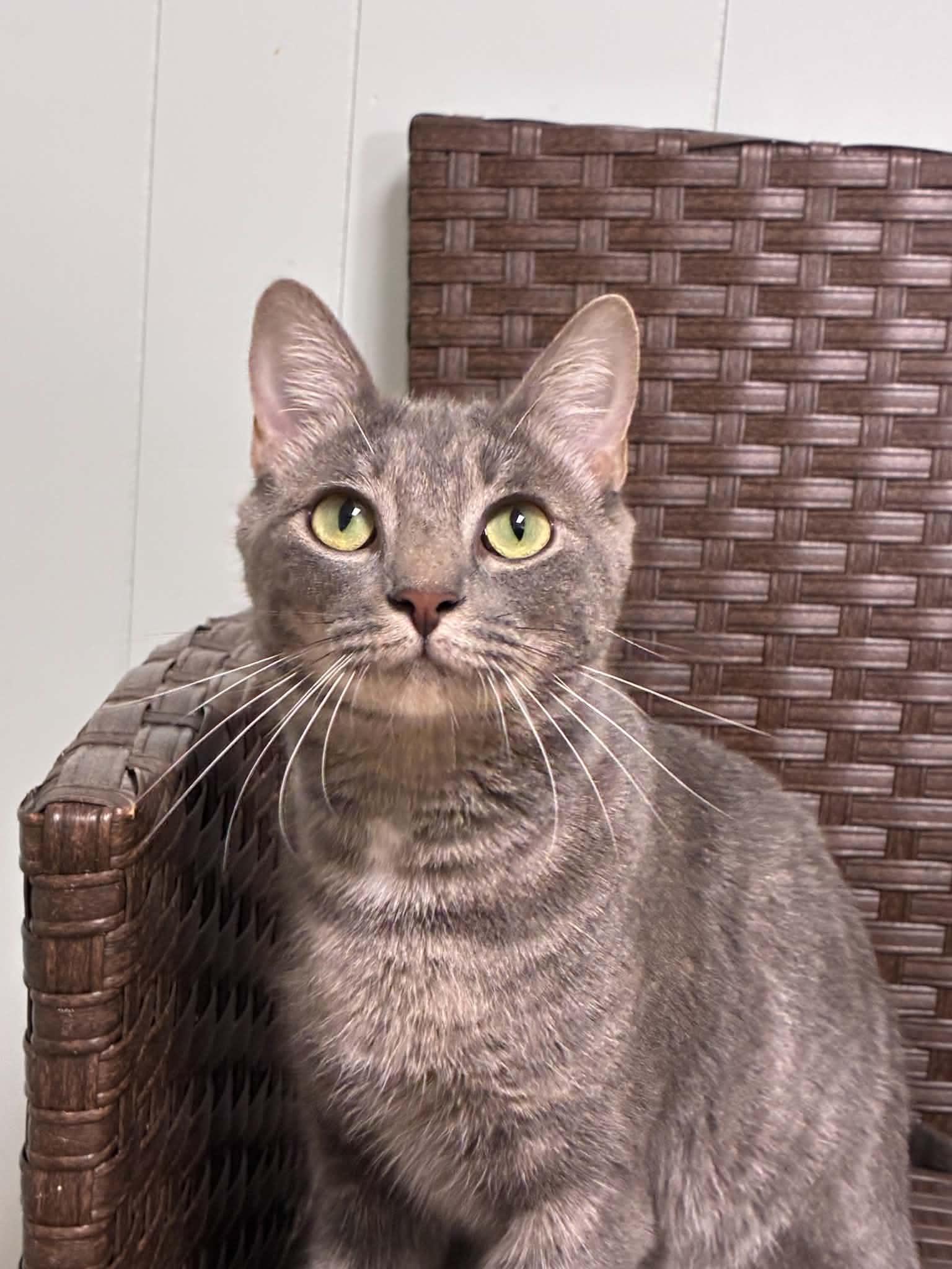 Enlarge Apple, a Adopted Domestic Short Hair in Millington, TN image 1/4