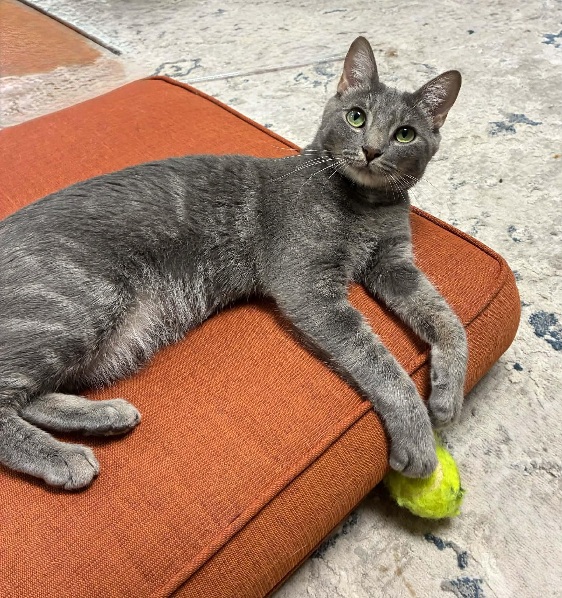 Enlarge Apple, a Adopted Domestic Short Hair in Millington, TN image 2/4
