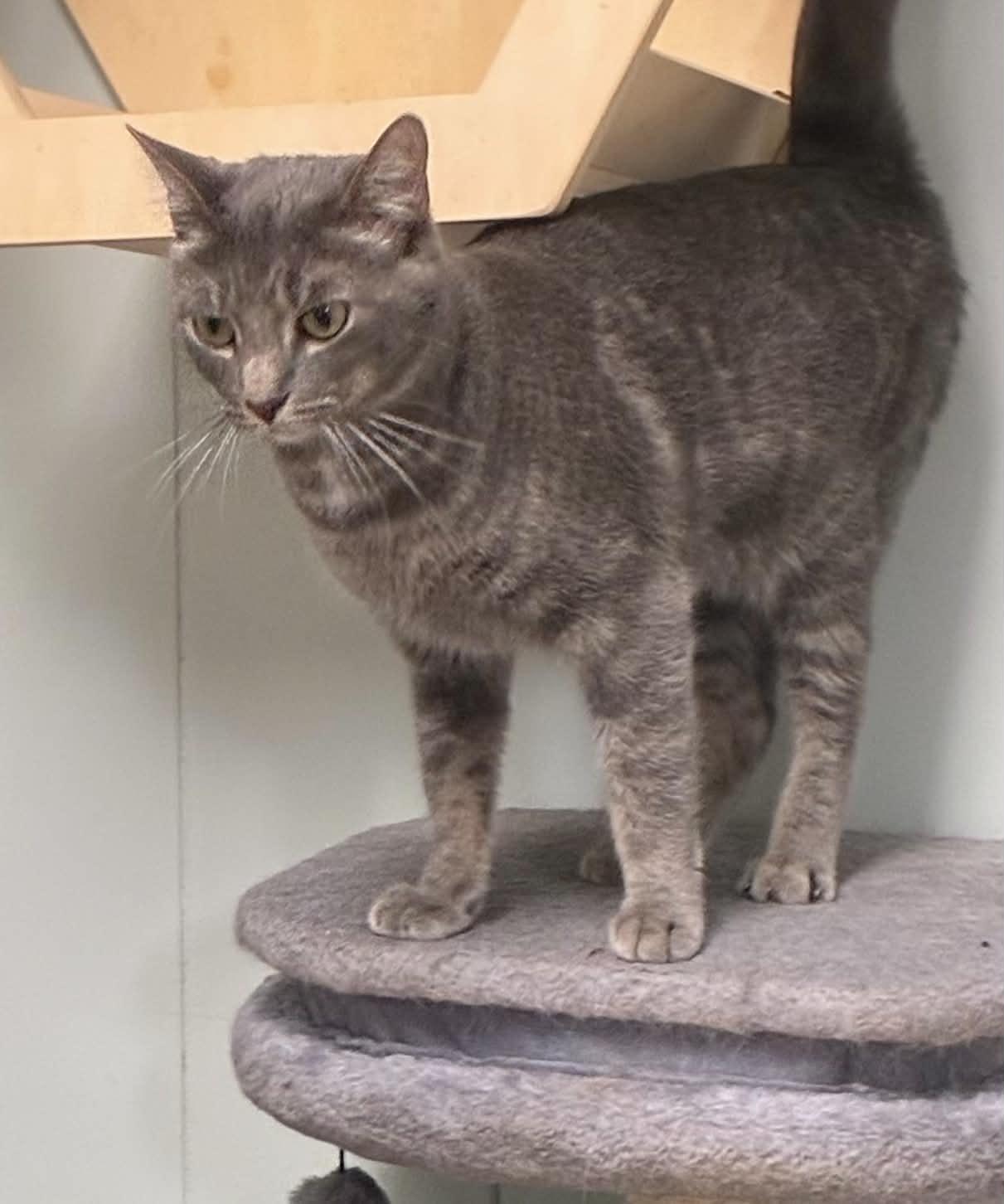 Enlarge Apple, a Adopted Domestic Short Hair in Millington, TN image 4/4