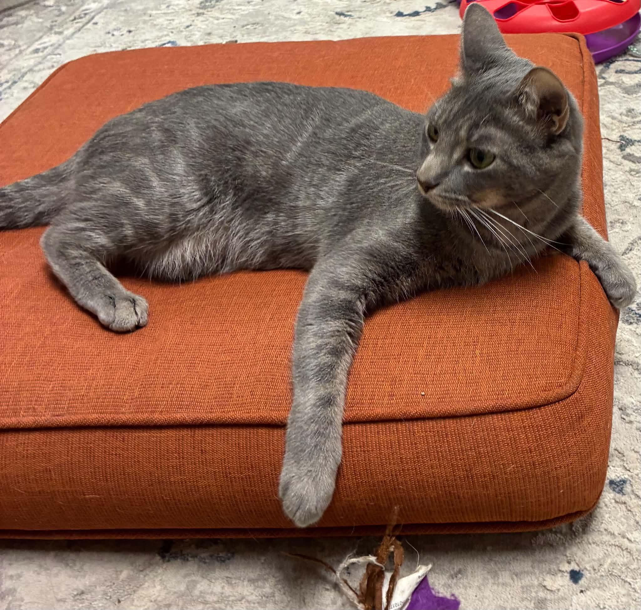 Enlarge Apple, a Adopted Domestic Short Hair in Millington, TN image 3/4