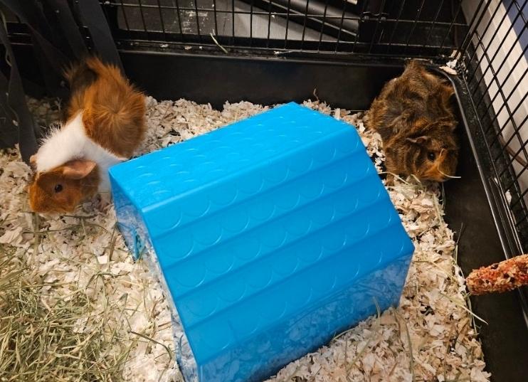 Crash & Peanut, Adoptable, Young Male Guinea Pig.