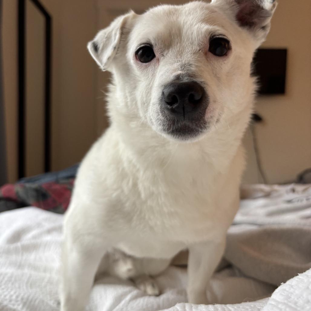 Enlarge Fuzzball, a Adoptable mixed breed in Newberg, OR image 2/6