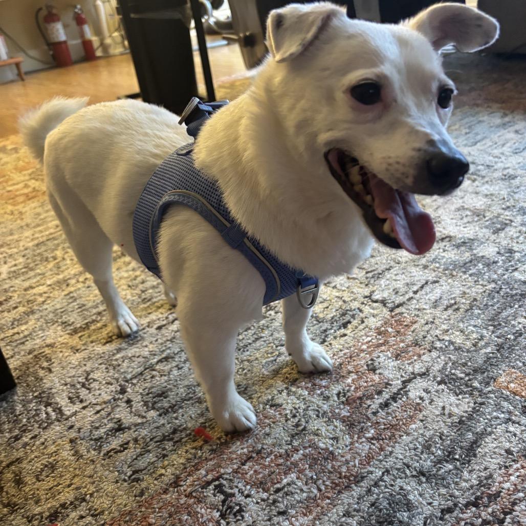 Enlarge Fuzzball, a Adoptable mixed breed in Newberg, OR image 5/6