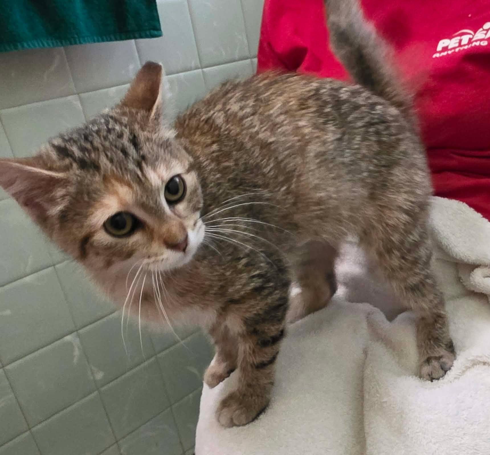 Donita, ADOPTABLE, Kitten Female Domestic Short Hair.