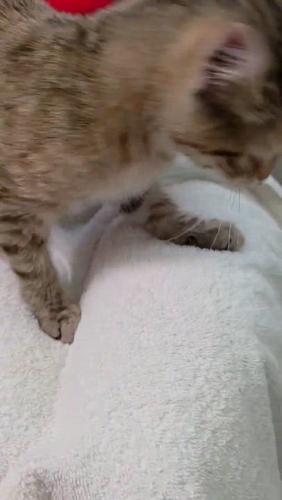 Enlarge Donita, a ADOPTABLE mixed breed in Chicago, IL video 5/6