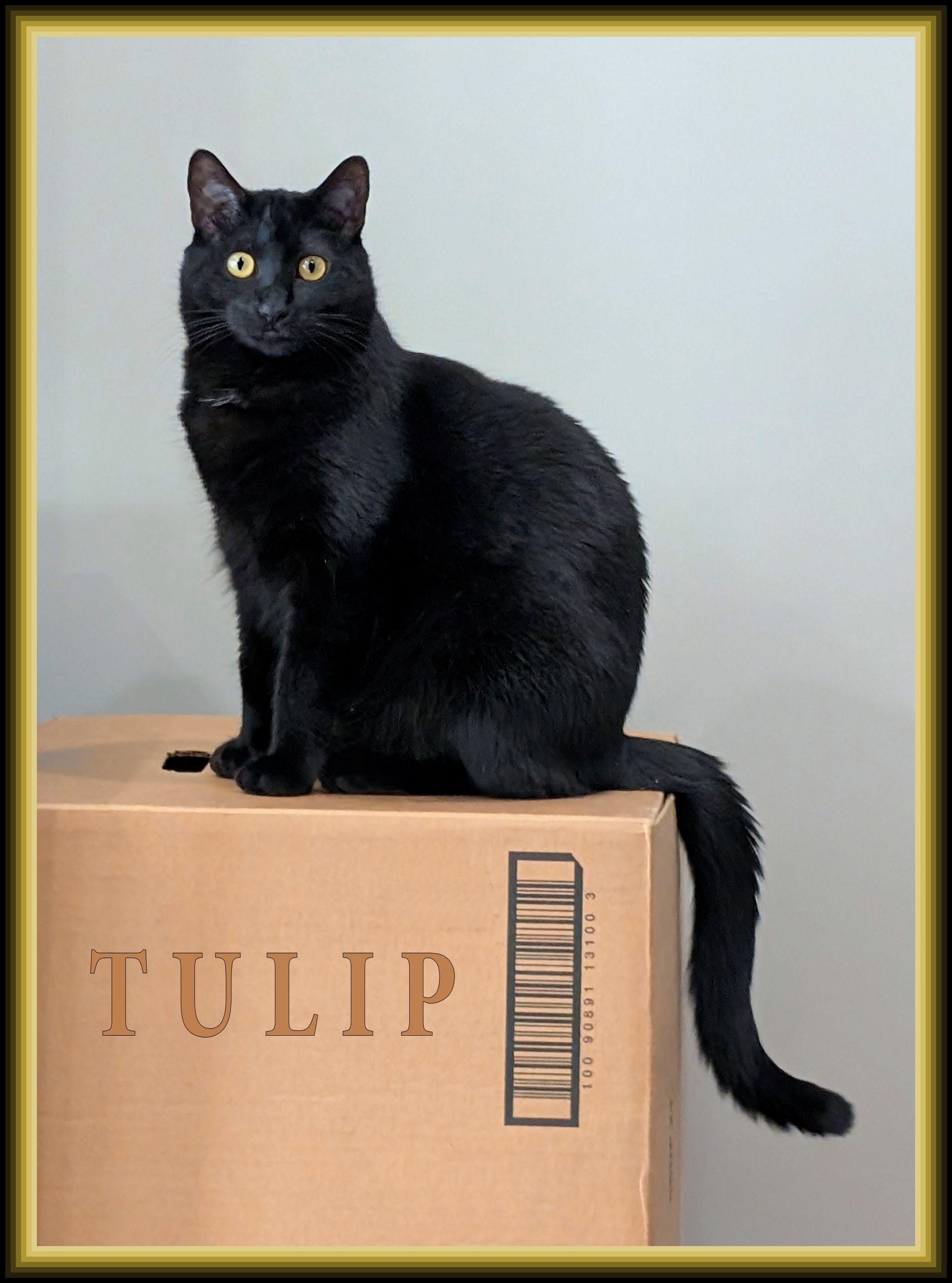Tulip photo 1