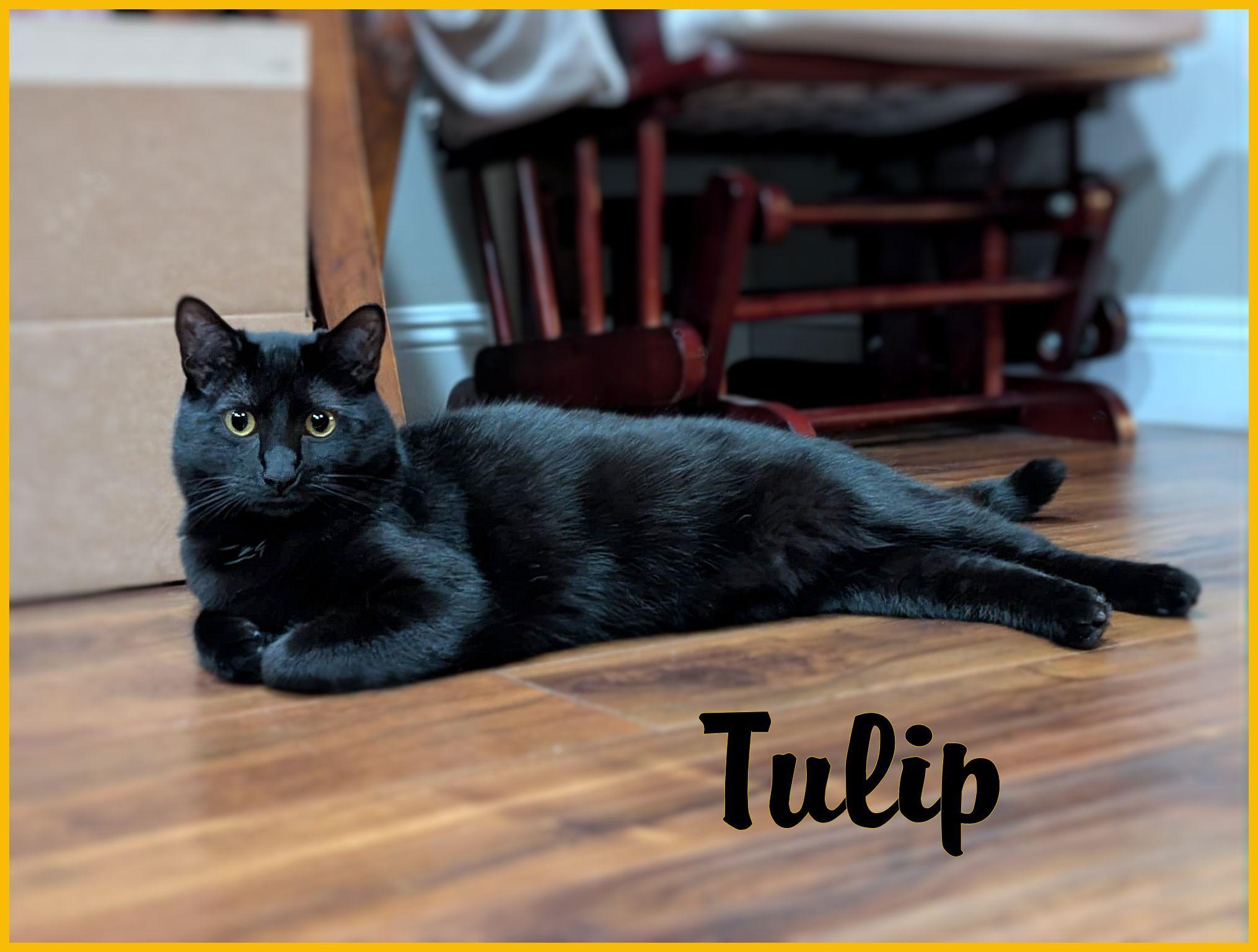 Tulip thumbnail 4