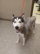 Charmer 58933139 Siberian Husky Dog