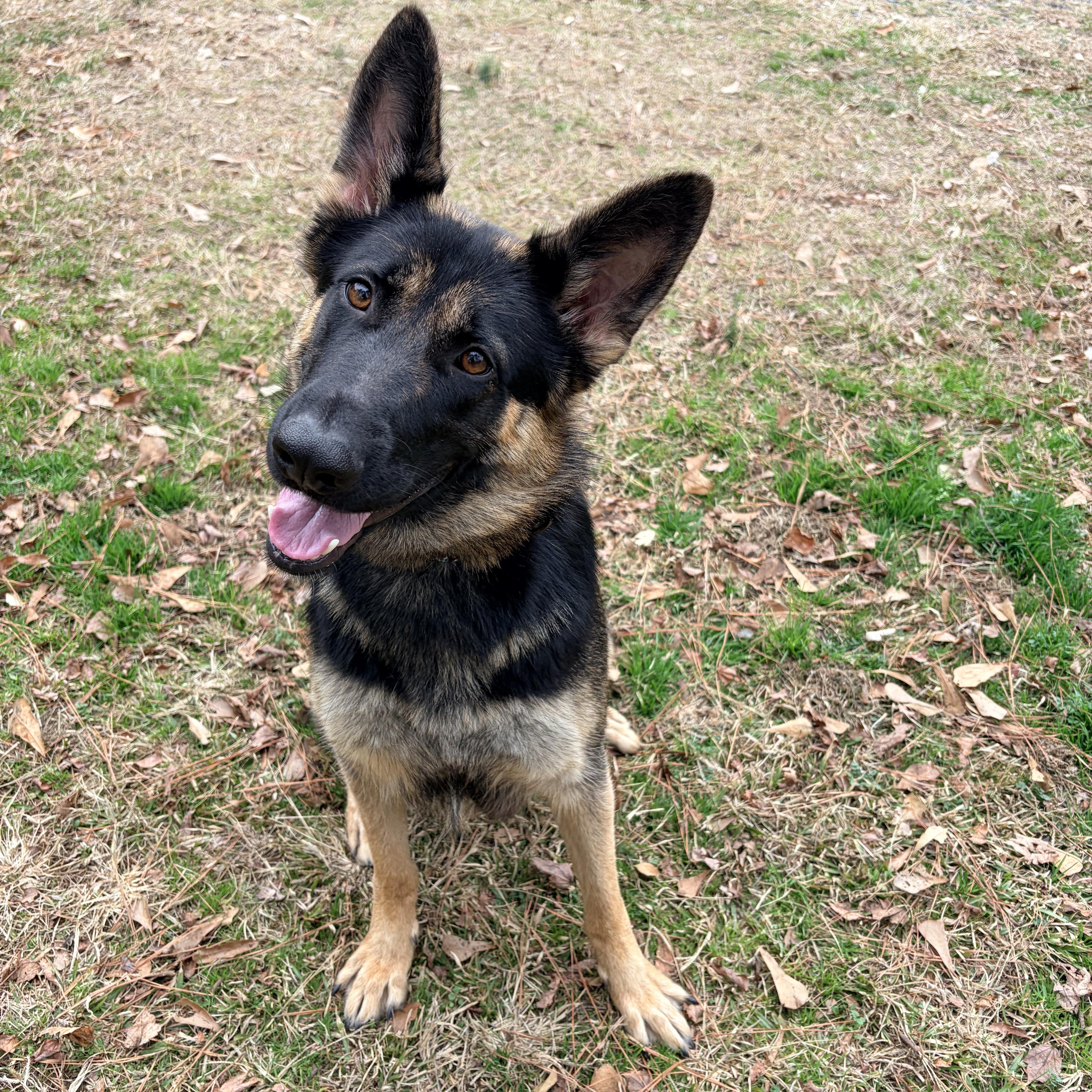 Enlarge Zena, a ADOPTABLE German Shepherd Dog in Carthage, NC image 4/5