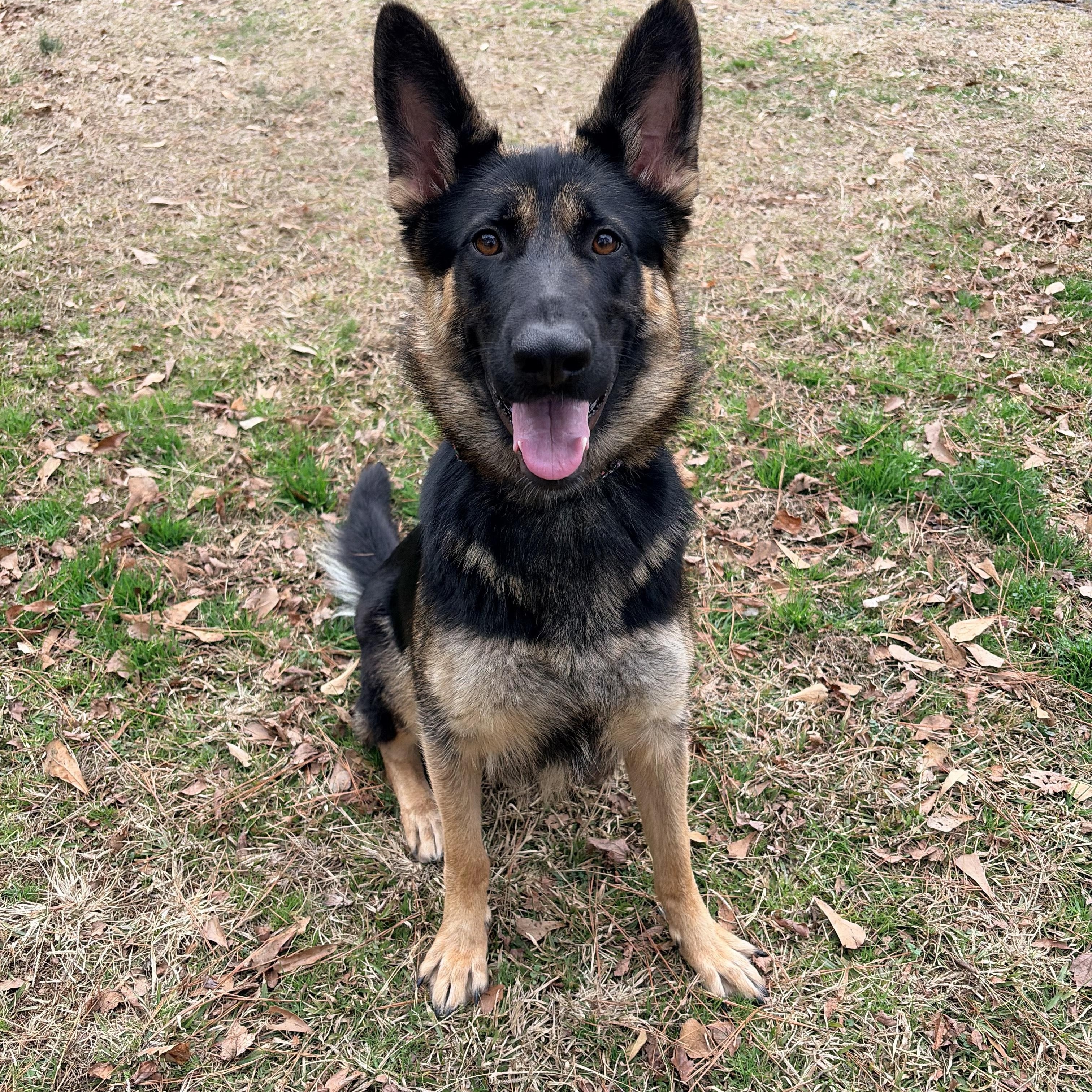 Enlarge Zena, a ADOPTABLE German Shepherd Dog in Carthage, NC image 1/5