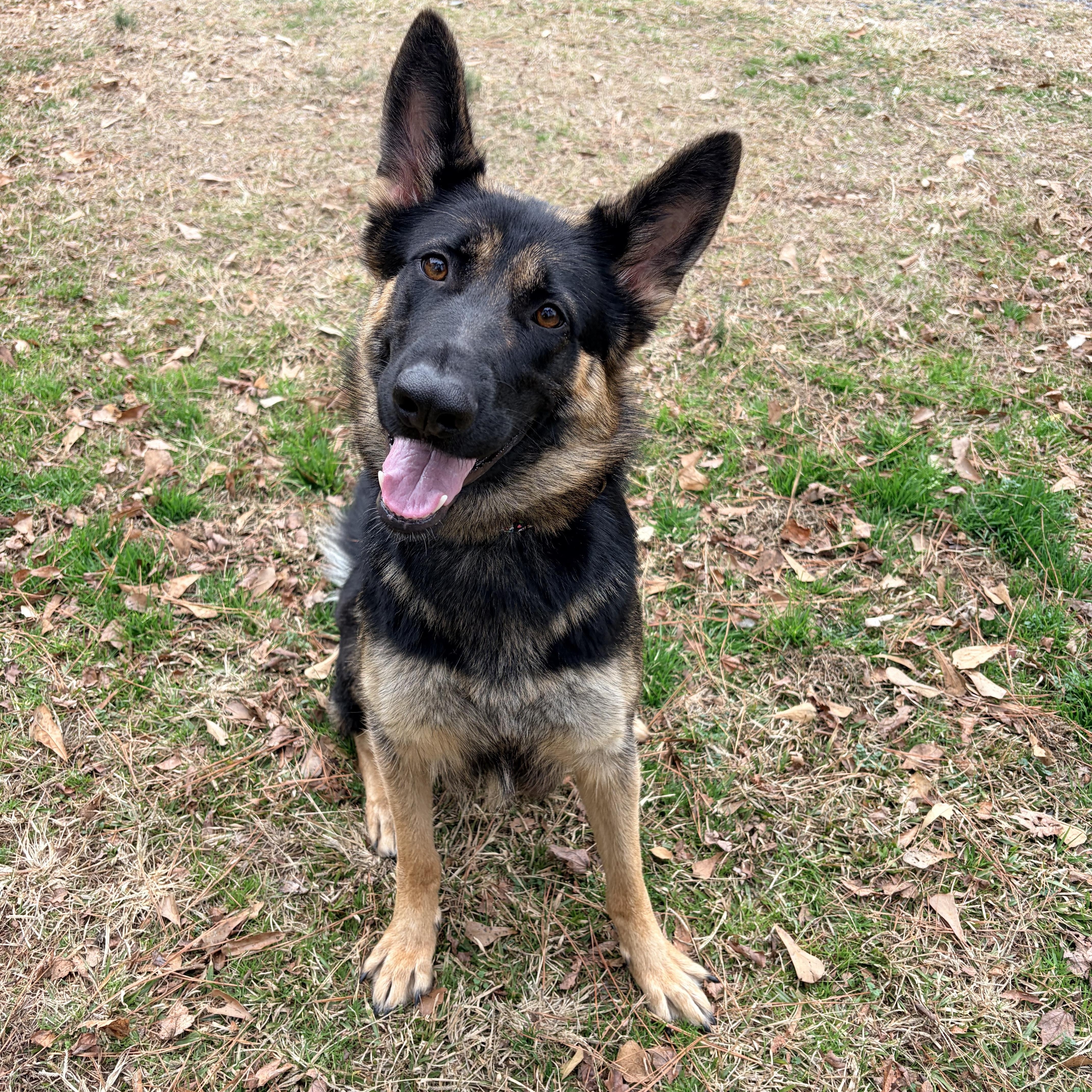 Enlarge Zena, a ADOPTABLE German Shepherd Dog in Carthage, NC image 2/5