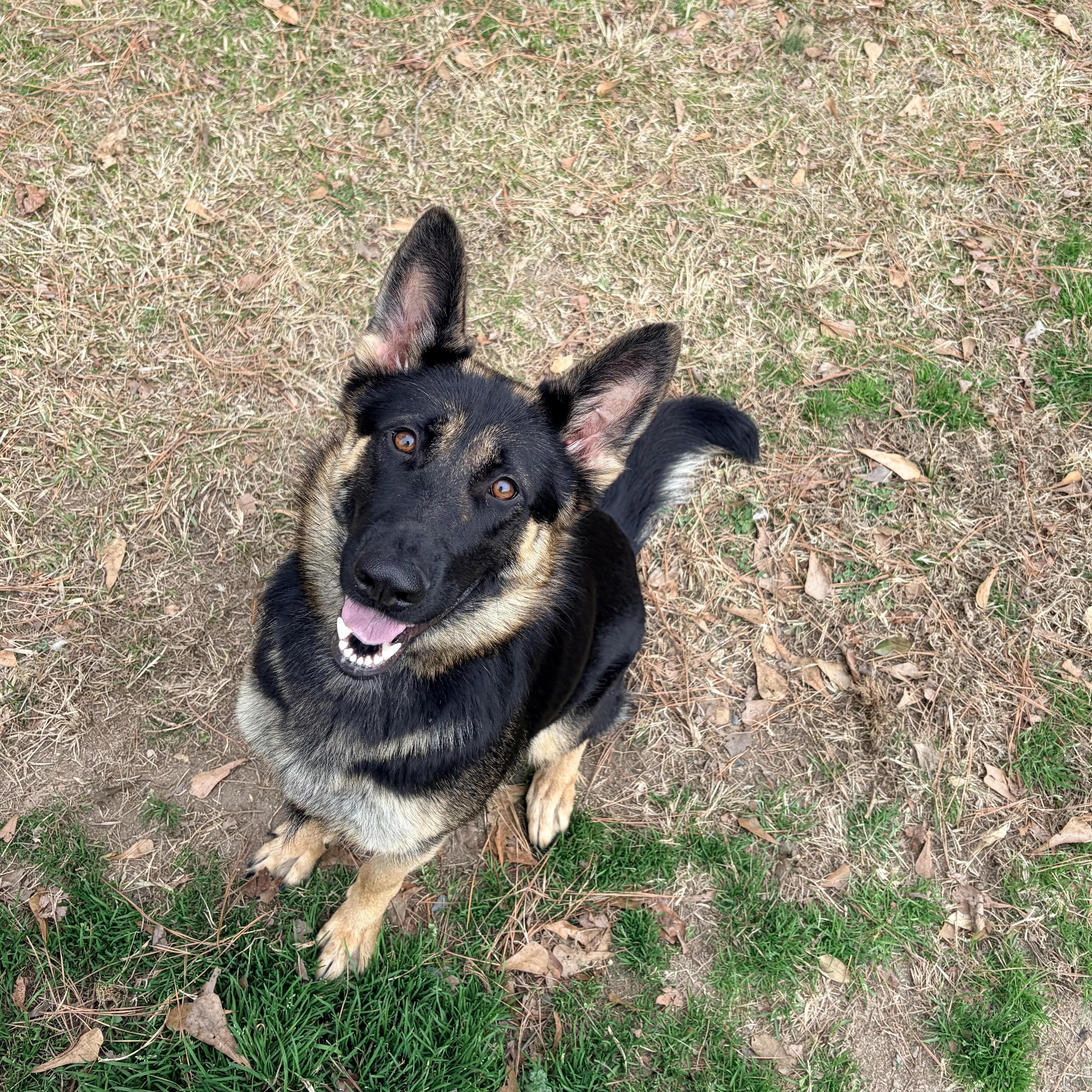 Enlarge Zena, a ADOPTABLE German Shepherd Dog in Carthage, NC image 3/5