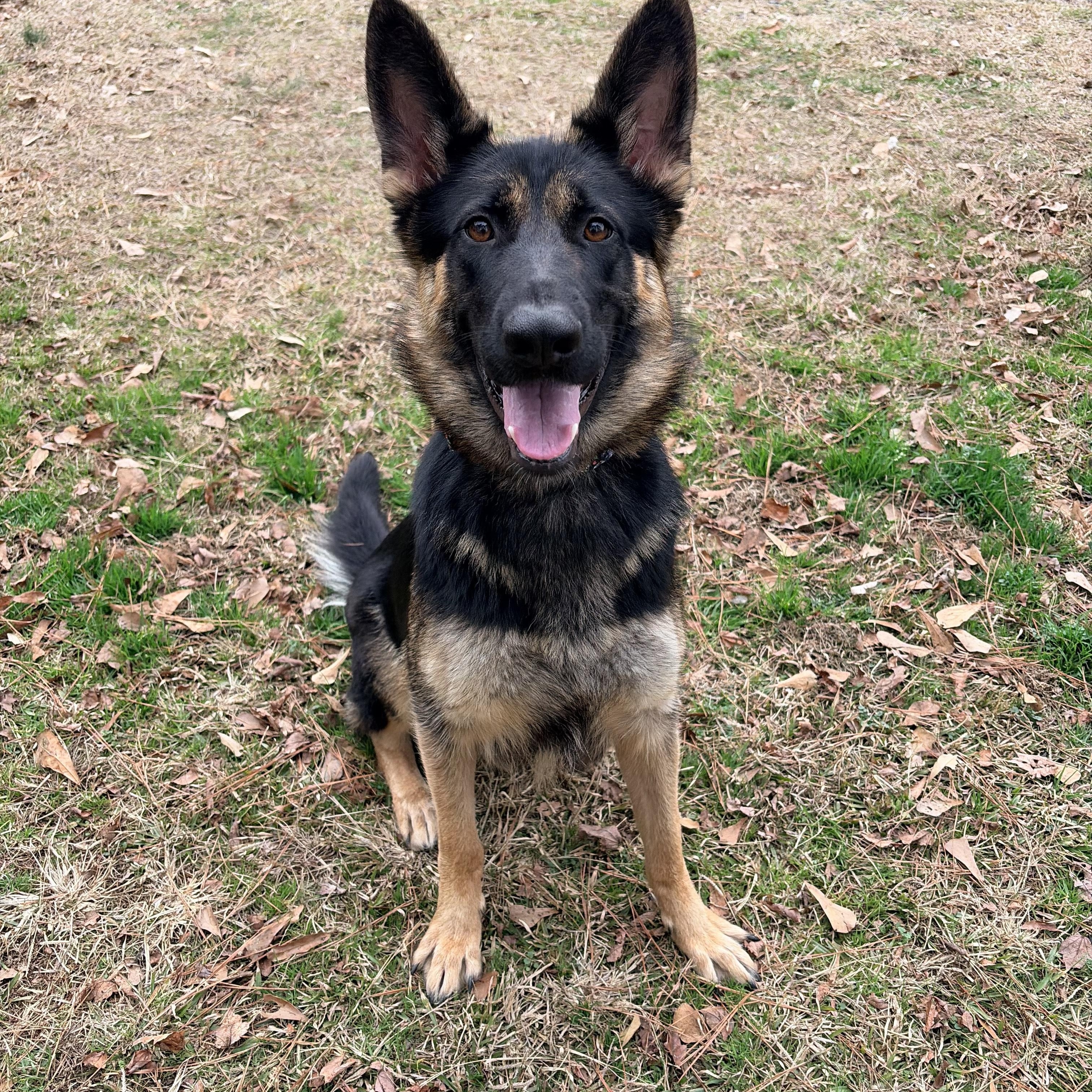 Enlarge Zena, a ADOPTABLE German Shepherd Dog in Carthage, NC image 5/5