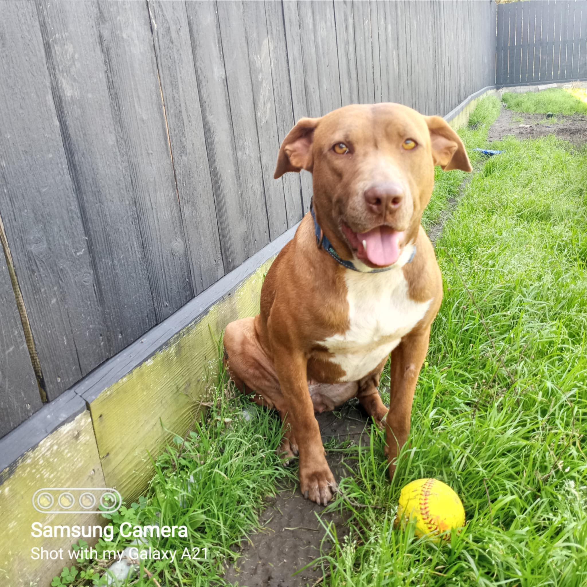 Enlarge Ginger, a Adopted Pit Bull Terrier in Arlee, MT image 2/6