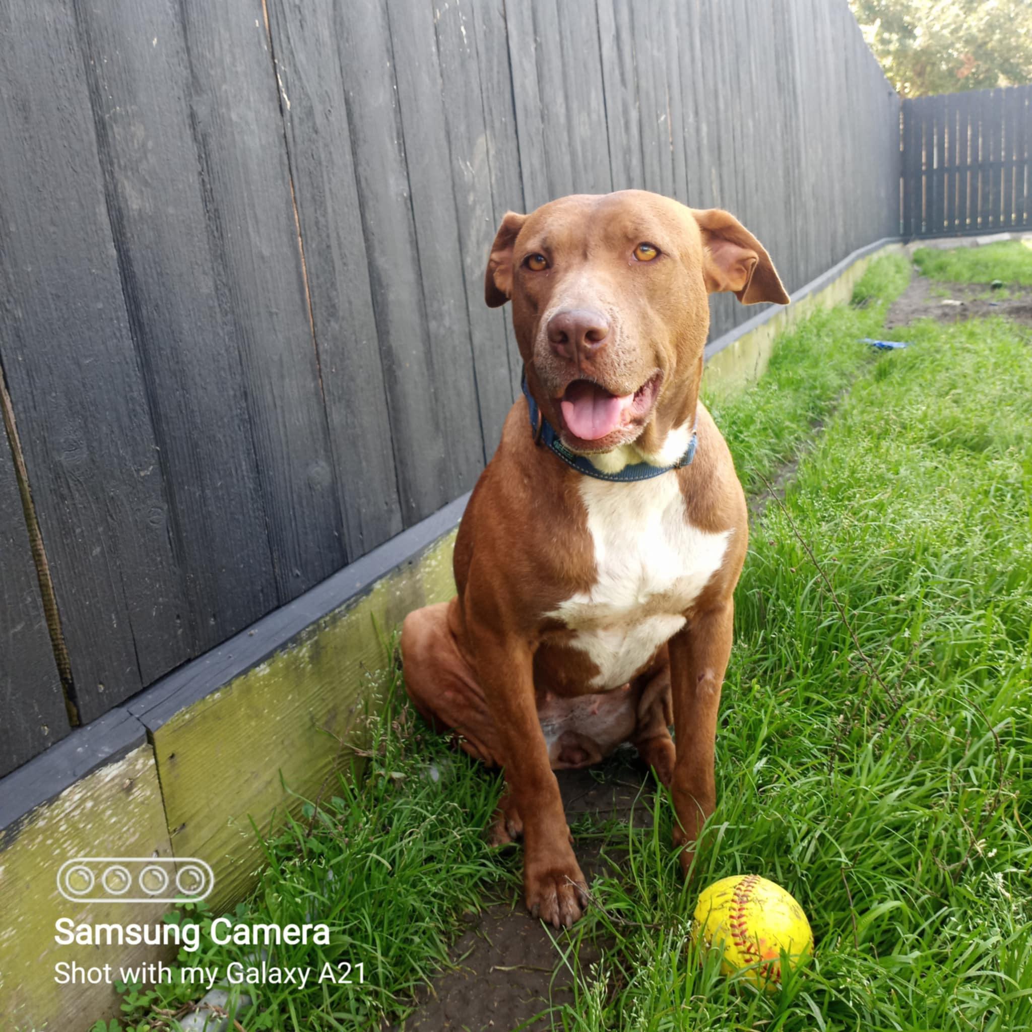 Enlarge Ginger, a Adopted Pit Bull Terrier in Arlee, MT image 4/6