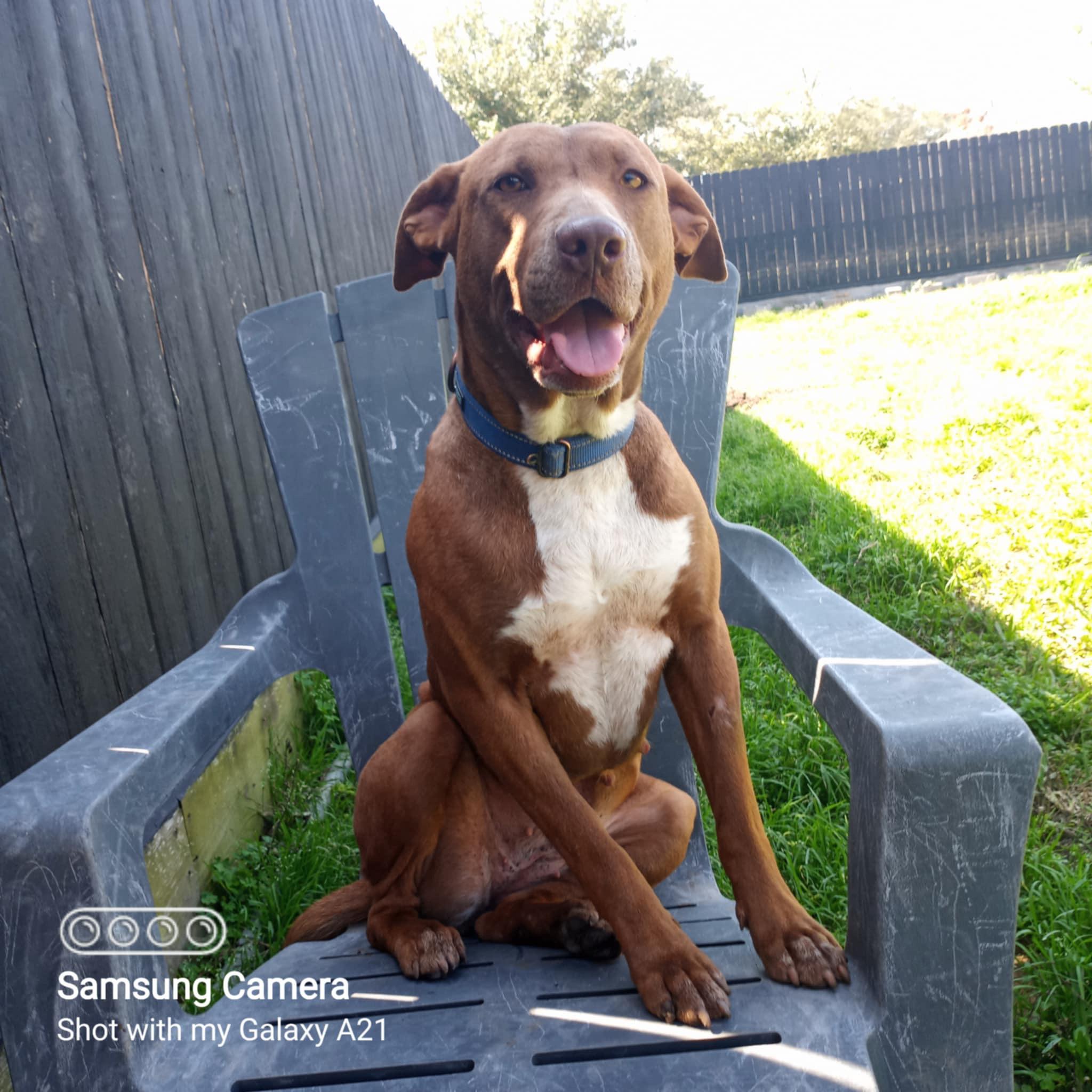 Enlarge Ginger, a Adopted Pit Bull Terrier in Arlee, MT image 5/6