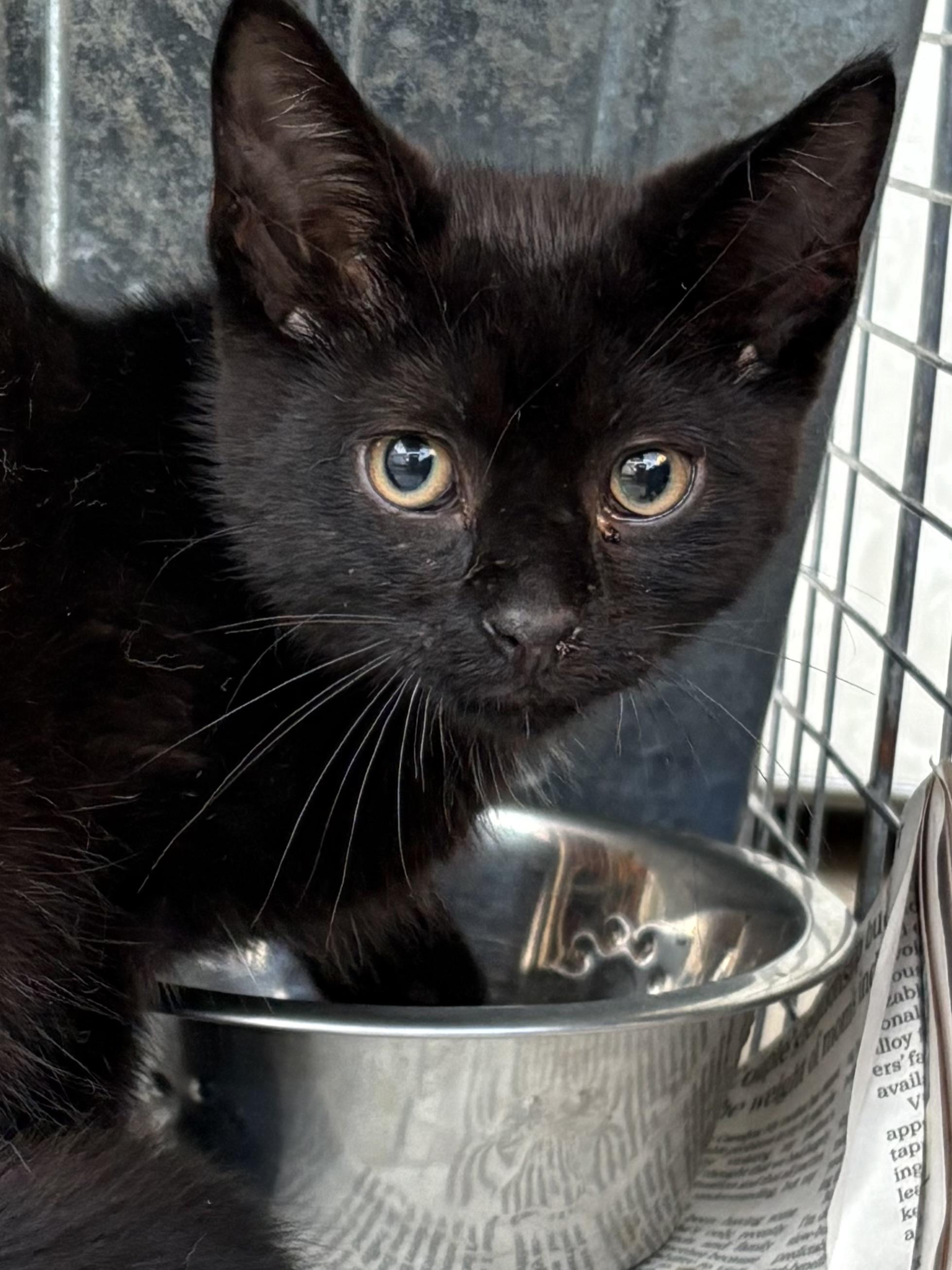 Pascale, Adoptable, Kitten Male Domestic Short Hair.