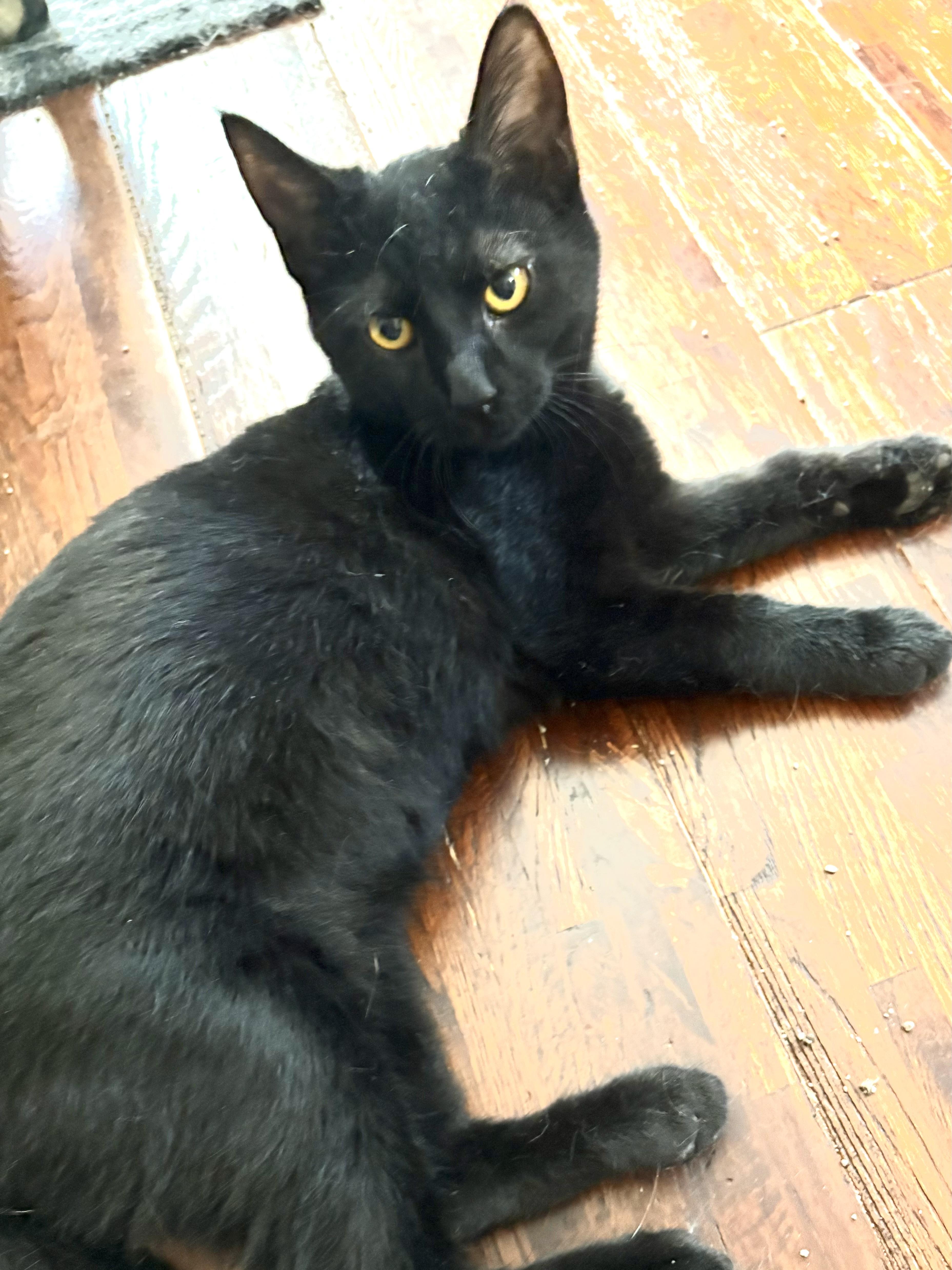 Enlarge Pascale, a Adoptable Domestic Short Hair in Belvidere, IL image 3/4