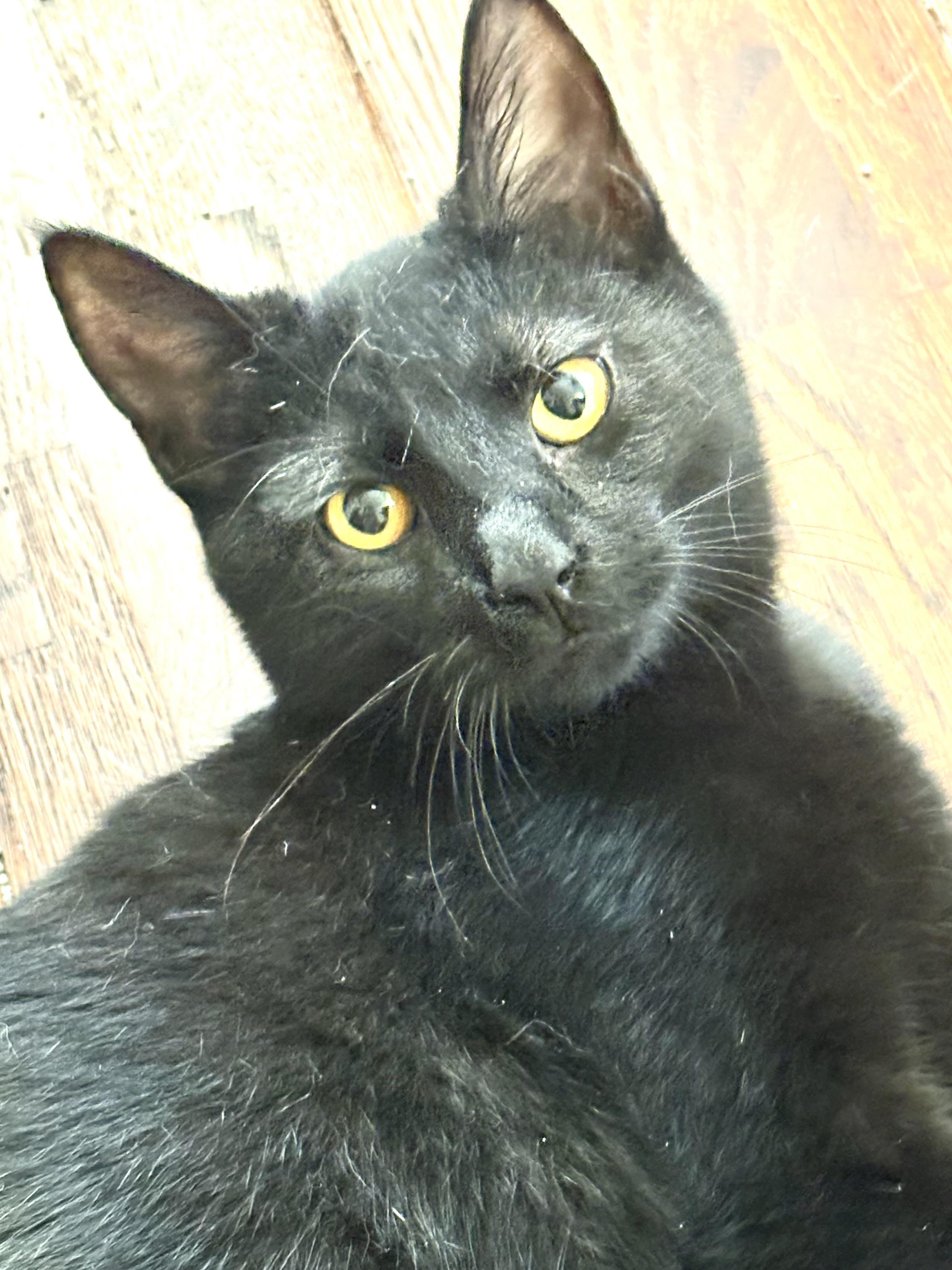 Enlarge Pascale, a Adoptable Domestic Short Hair in Belvidere, IL image 1/4