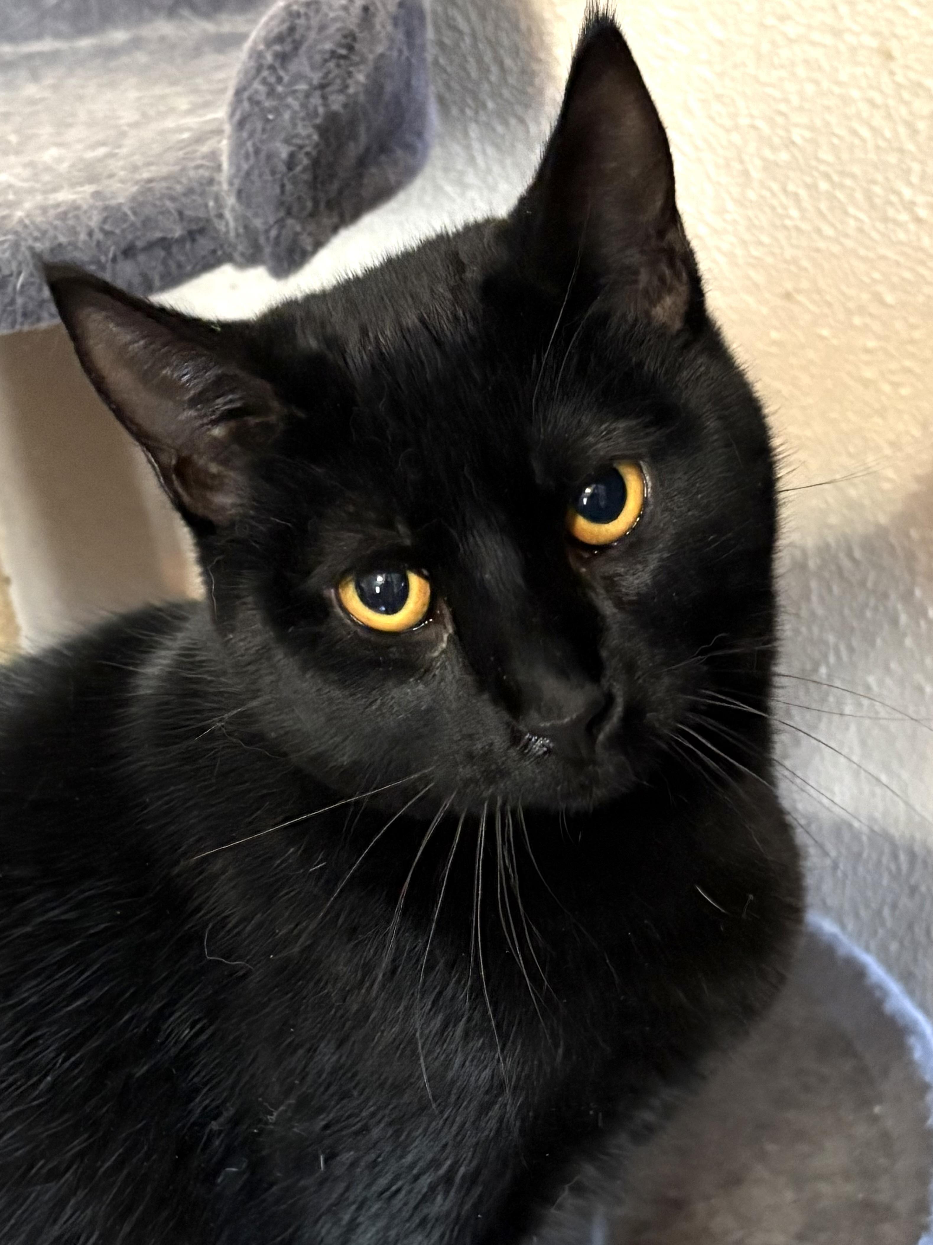 Enlarge Pascale, a Adoptable Domestic Short Hair in Belvidere, IL image 1/5