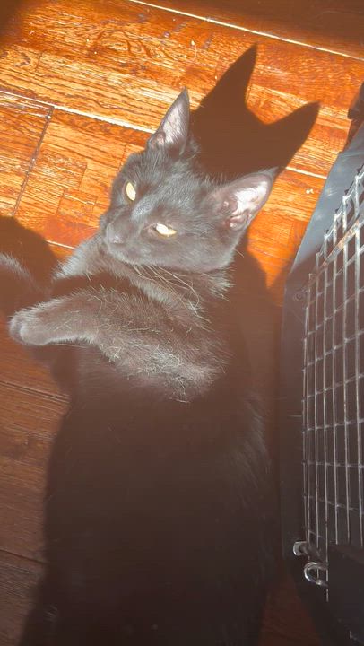 Enlarge Pascale, a Adoptable Domestic Short Hair in Belvidere, IL video 2/4