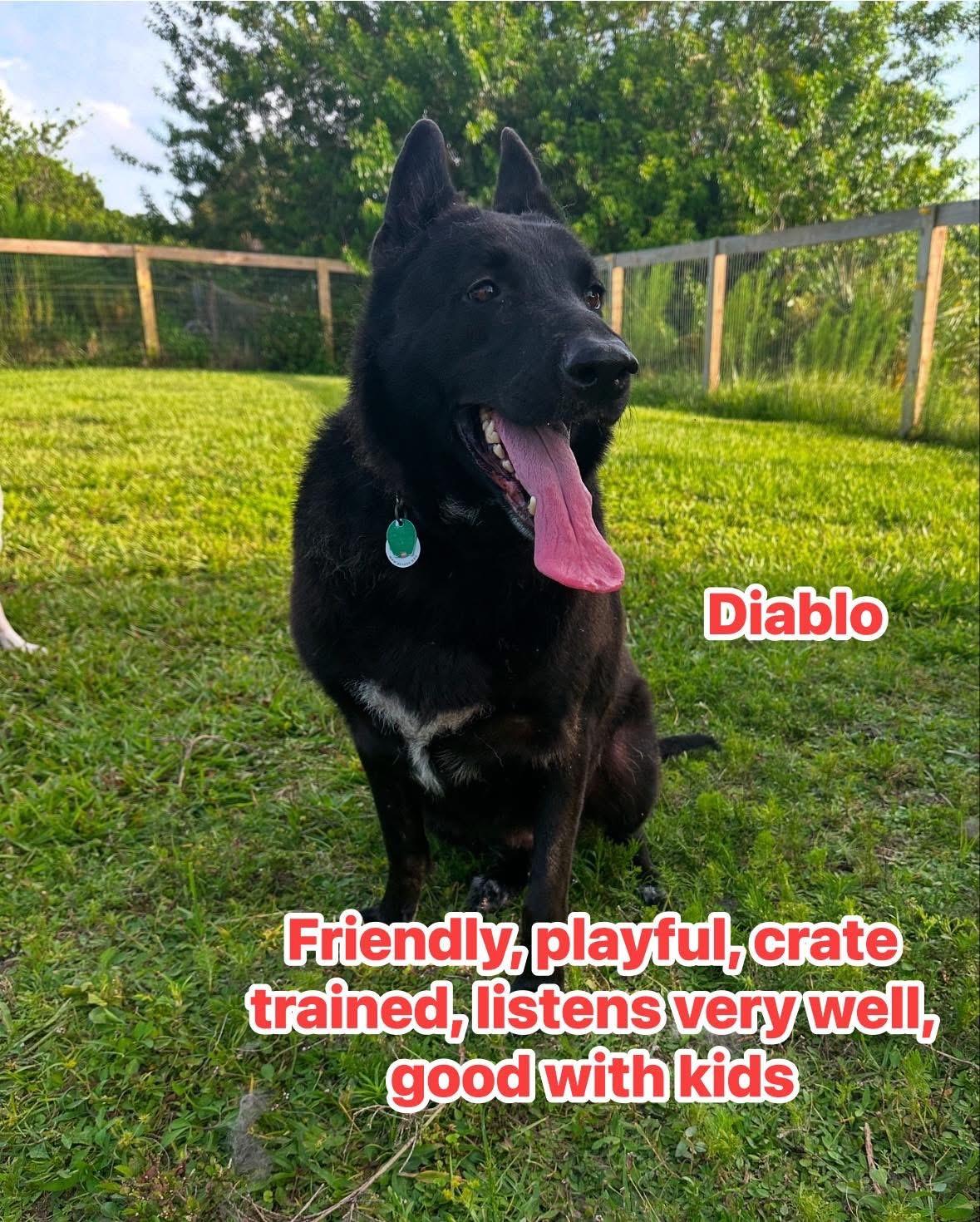 Diablo, a Adoptable mixed breed in Port Saint Lucie, FL image 1/3