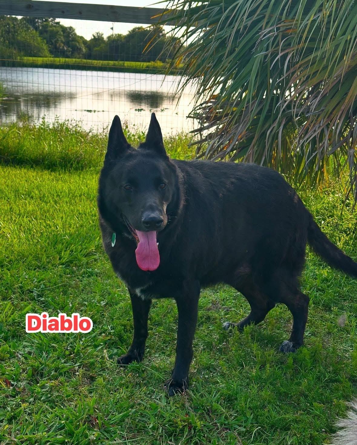 Diablo, a Adoptable mixed breed in Port Saint Lucie, FL image 2/3