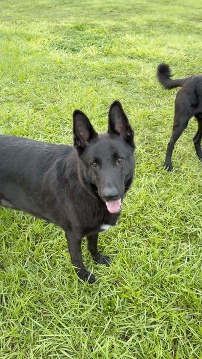 Enlarge Diablo, a Adoptable mixed breed in Port Saint Lucie, FL video 3/3