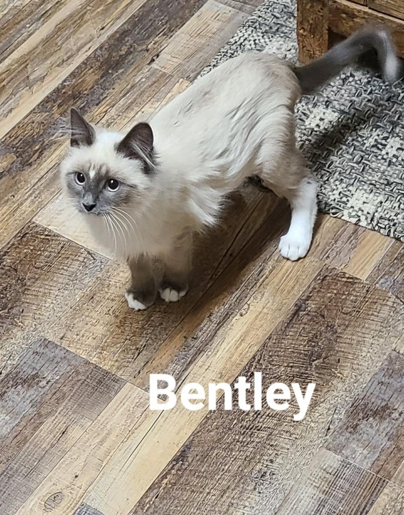 Bentley, a Adoptable mixed breed in Minot, ND image 1/6