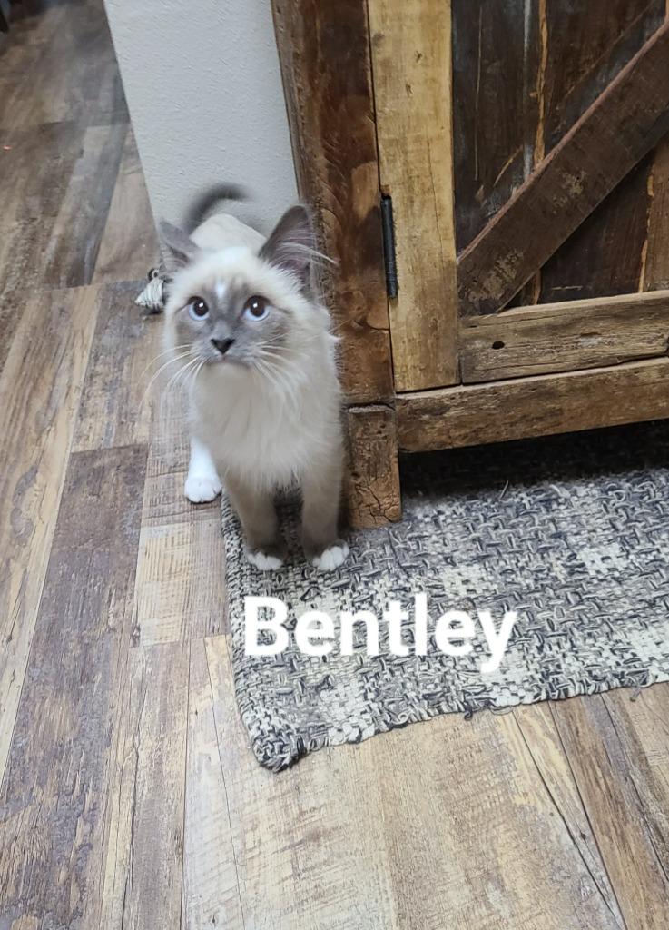 Bentley, Adoptable, Kitten Male Domestic Short Hair.
