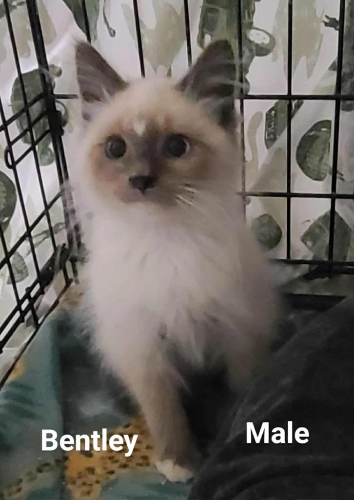 Bentley, a Adoptable mixed breed in Minot, ND image 3/6